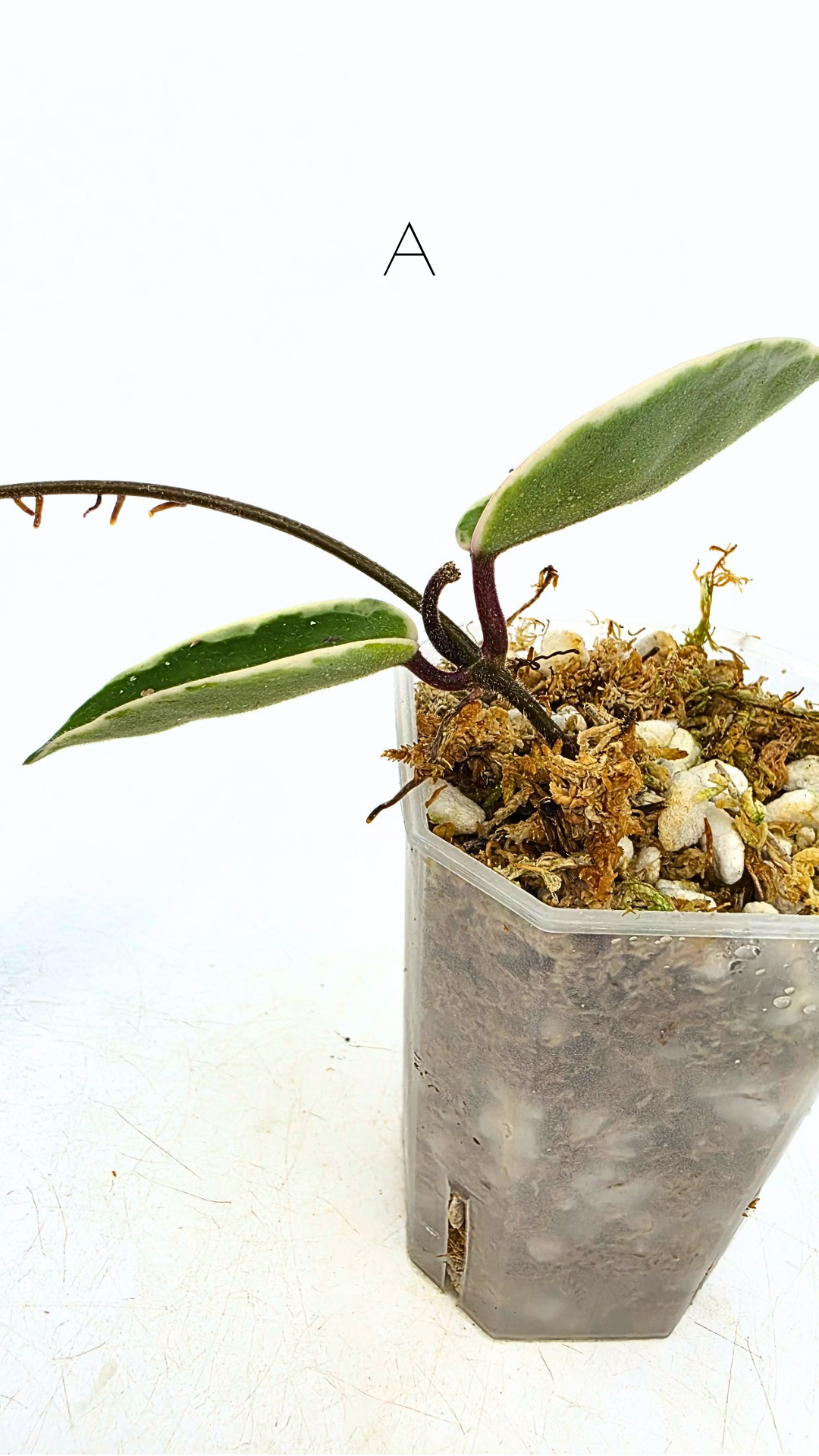 Uncommon indoor plant hoya Carnosa Krimson Queen propagated by and available for sale at rare plant shop The Leaf Gallery in Perth.