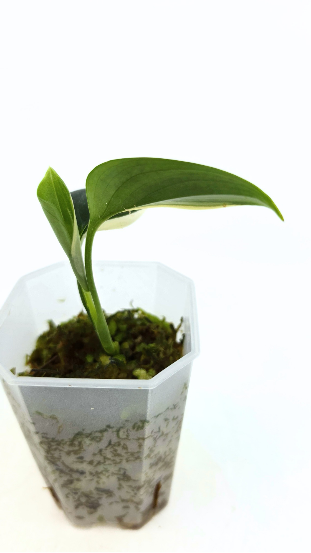 Rare plant Scindapsus Blue Albo Varigated available at rare plant shop The Leaf Gallery in Perth, Western Australia
