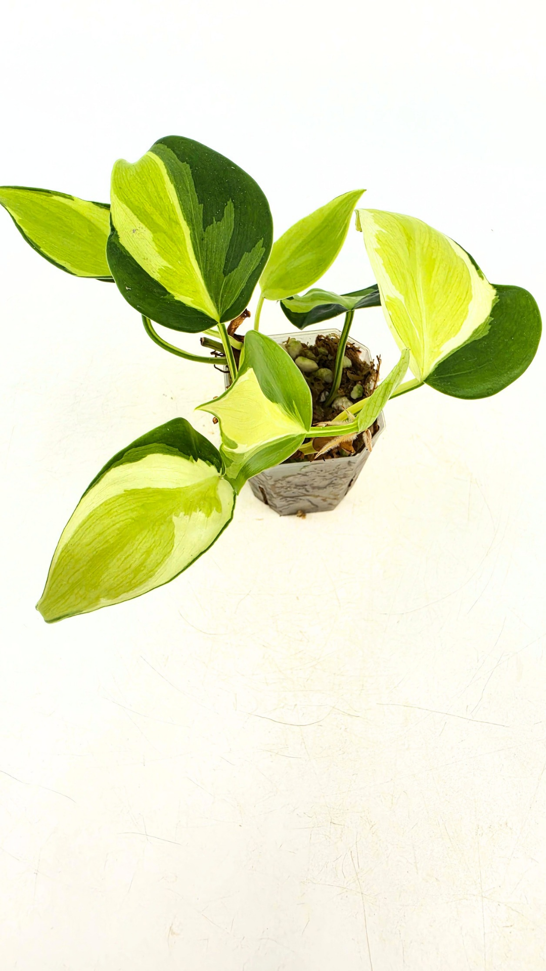 Rare philodendron cream splash available for sale at rare plant shop The Leaf Gallery in Perth, Western Australia.