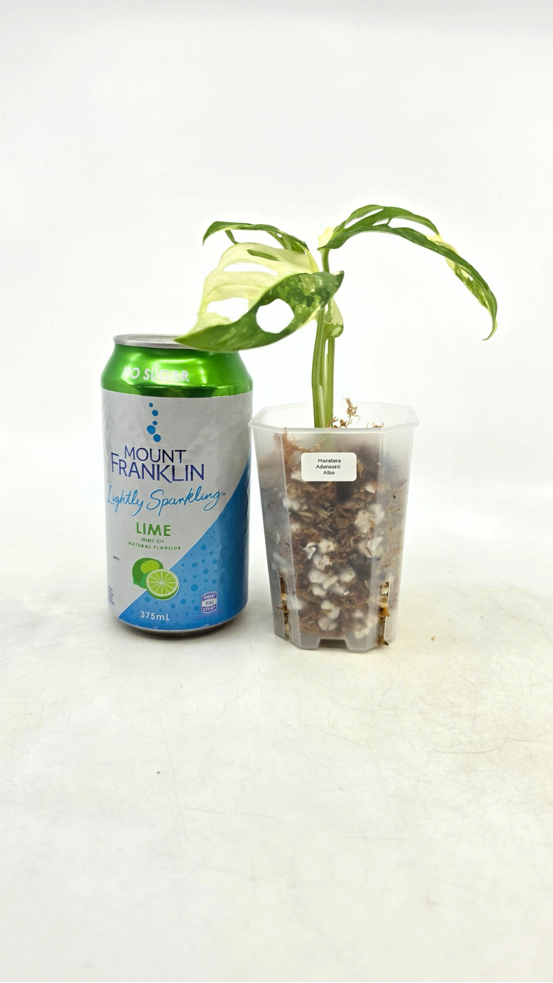 Rare indoor plant Monstera Adansonii Albo Varigated available for sale at rare houseplant shop The Leaf Gallery in Perth, Western Australia