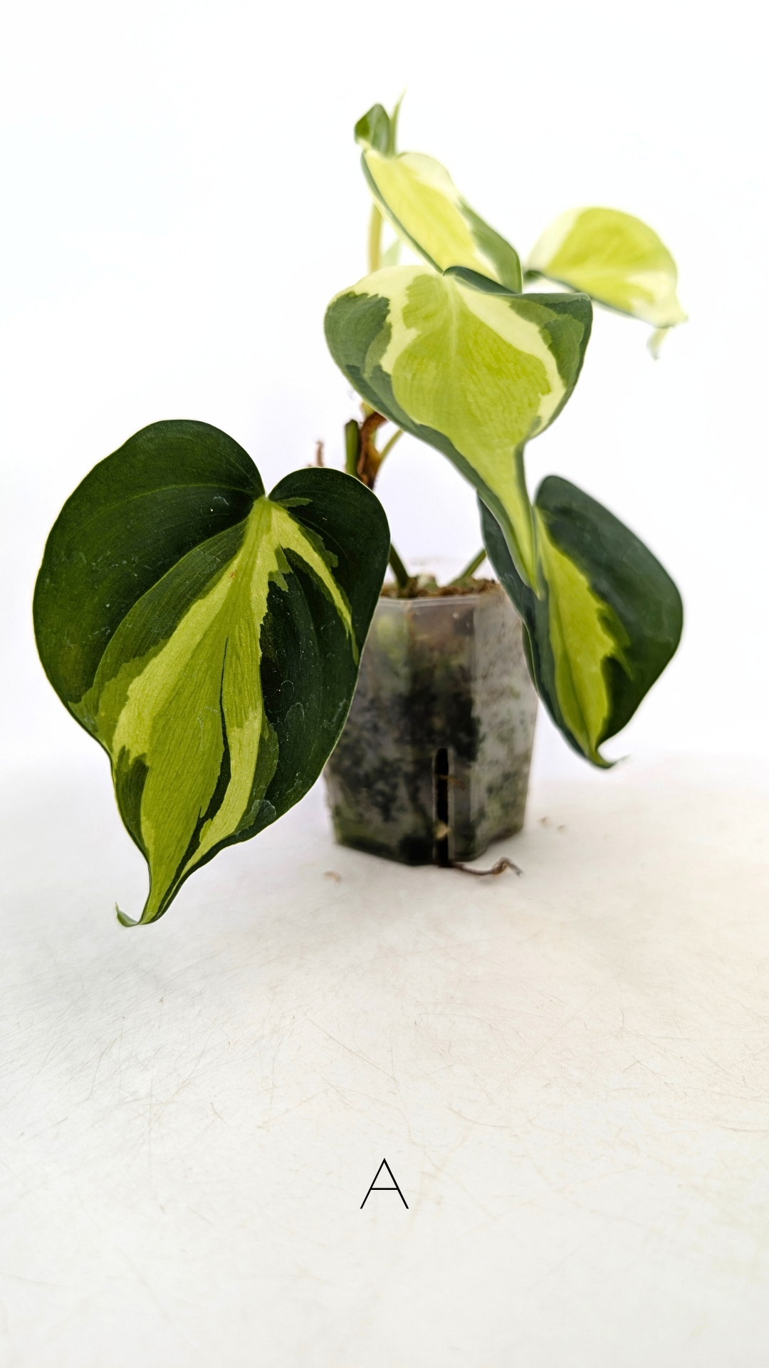 Rare indoor plant Philodendron Cream Splash available at rare plant shop The Leaf Gallery in Perth, Western Australia