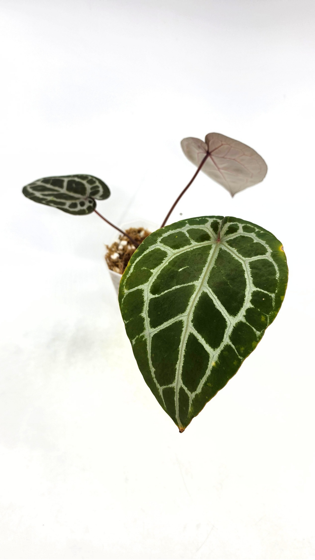 are indoor plant Anthurium Michelle by DocBlock avaiable for sale at rare house plant shop The Leaf Gallery in Perth, Western Australia