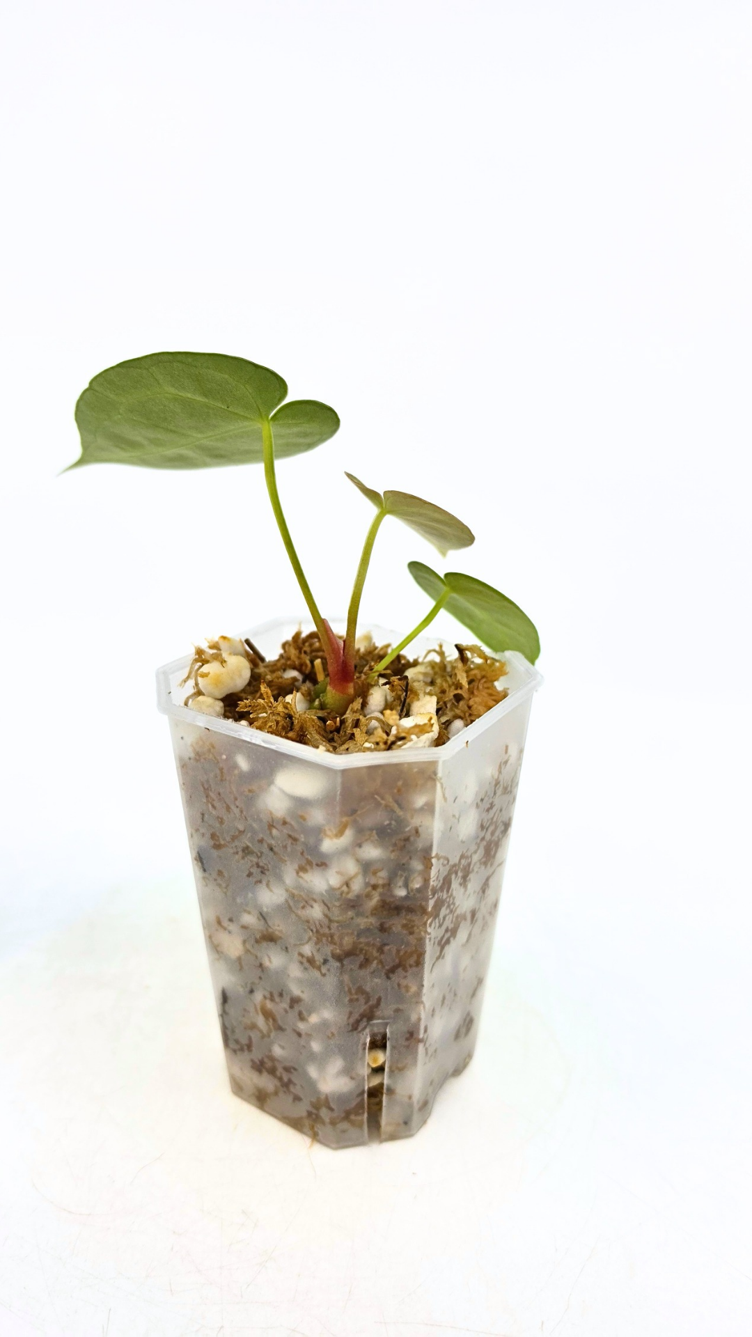 Rare anthurium hybrid Dark Forgetii cross with Anthurium Silver blush available for sale at rare plant shop The Leaf Gallery in Perth, Western Australia