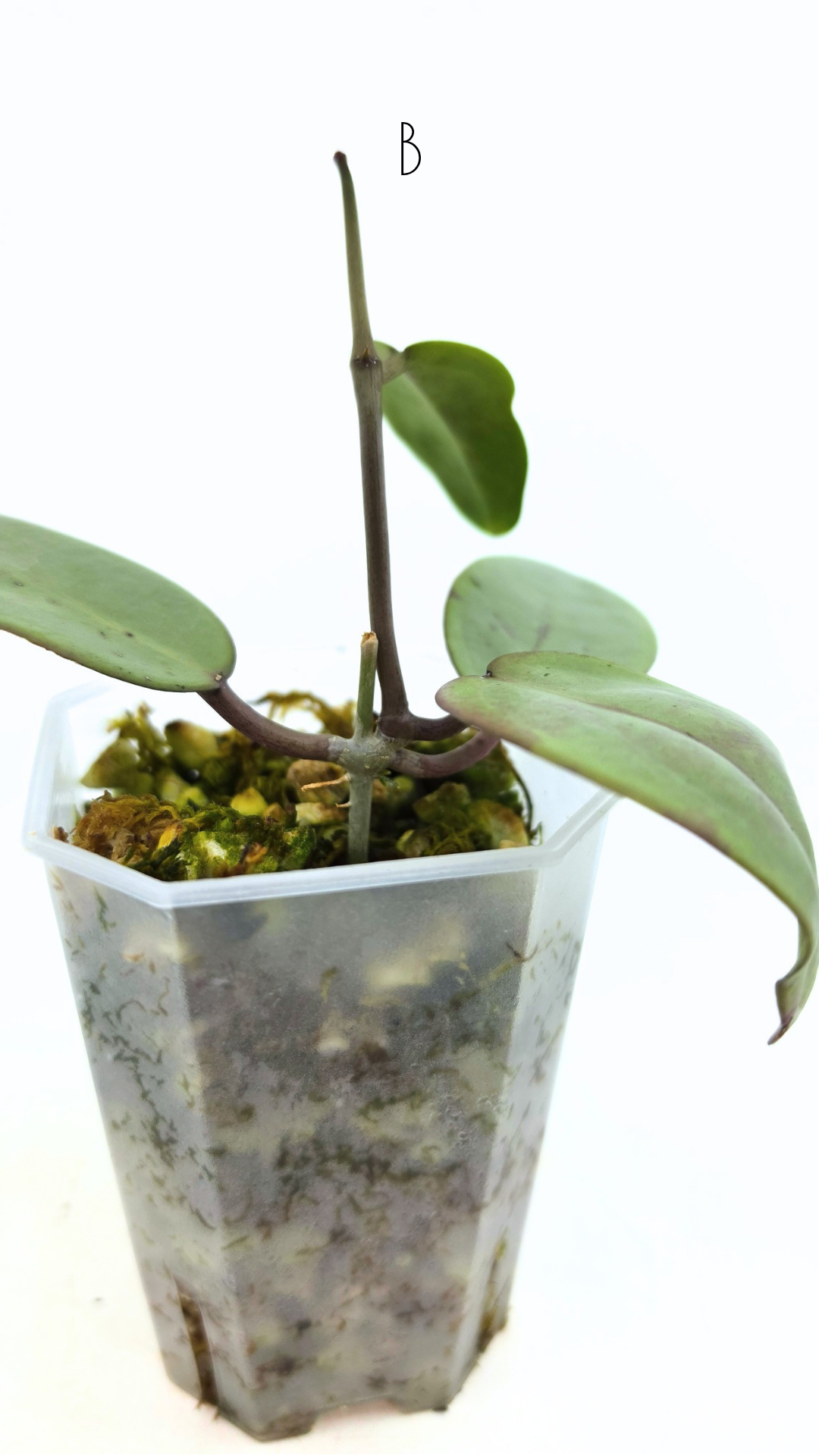 Rare waxplant Hoya Silver Dollar available for sale at rare indoor plant shop The Leaf Gallery in Perth, Western Australia