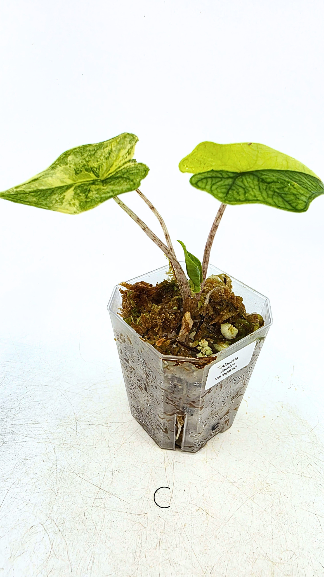Rare indoor plannt Alocasia Jacklyn Variegated available for sale at rare house plant shop The Leaf Gallery in Perth, Western Australia.