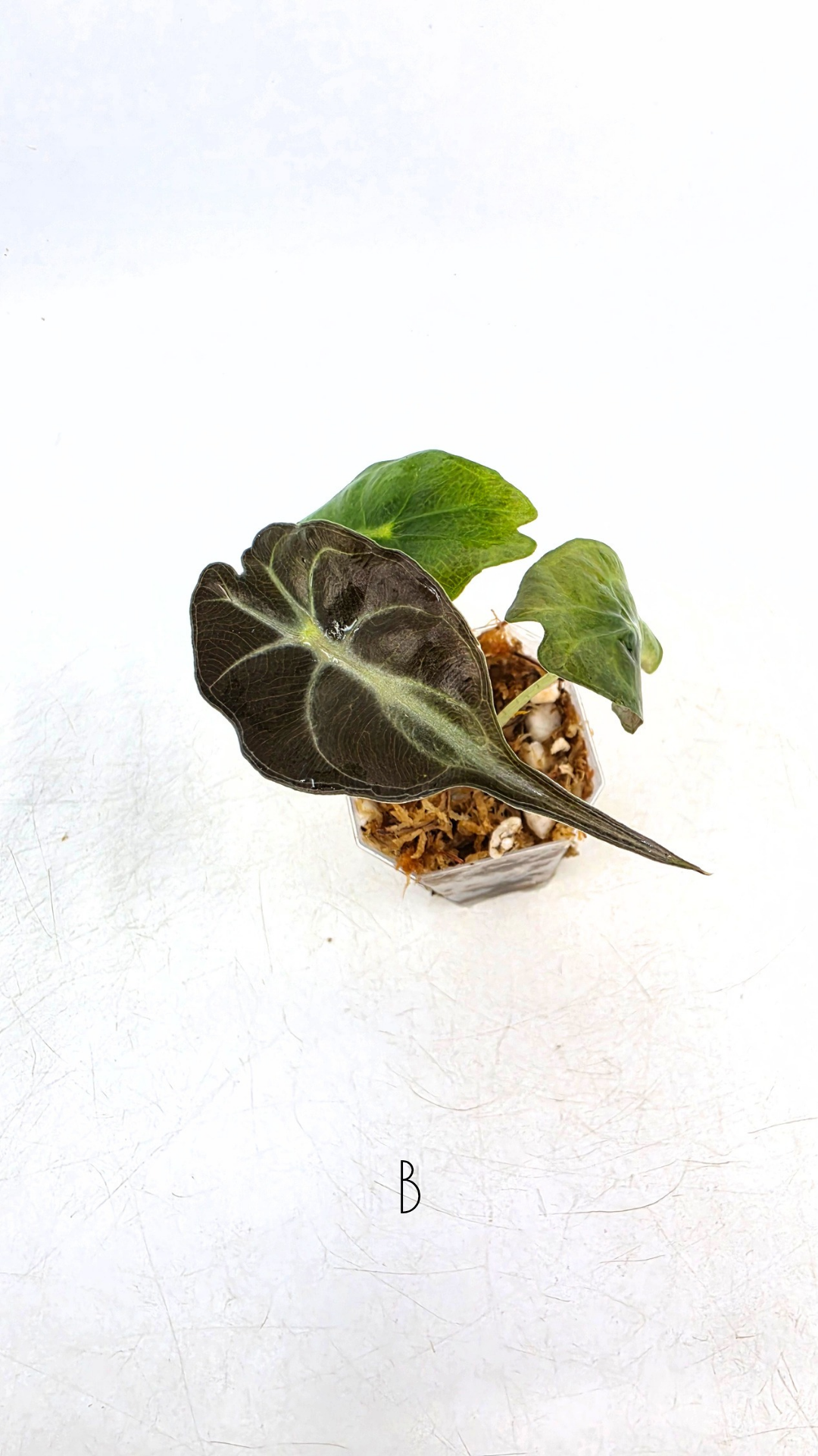 Rare indoor plant Alocasia Venom available for sale at rare house plant shop The Leaf Gallery in Perth, Western Australia.
