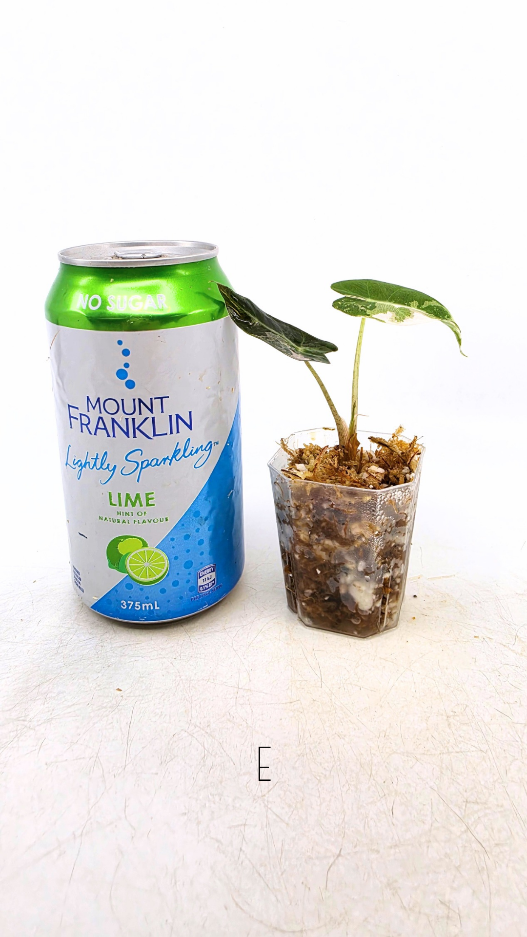 Rare indoor plant Alocasia Amazonica Bambino Pink TC plantlets available for sale at rare houseplant shop The Leaf Gallery in Perth, Western Australia