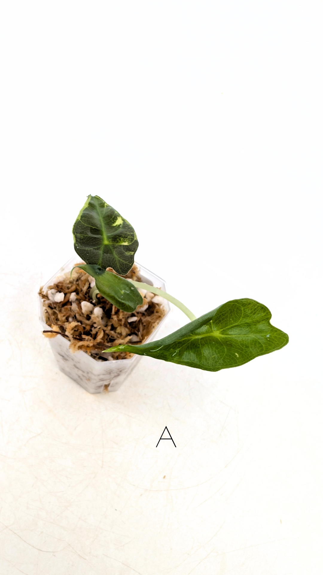 Rare indoor plant Alocasia Venom available for sale at rare house plant shop The Leaf Gallery in Perth, Western Australia.