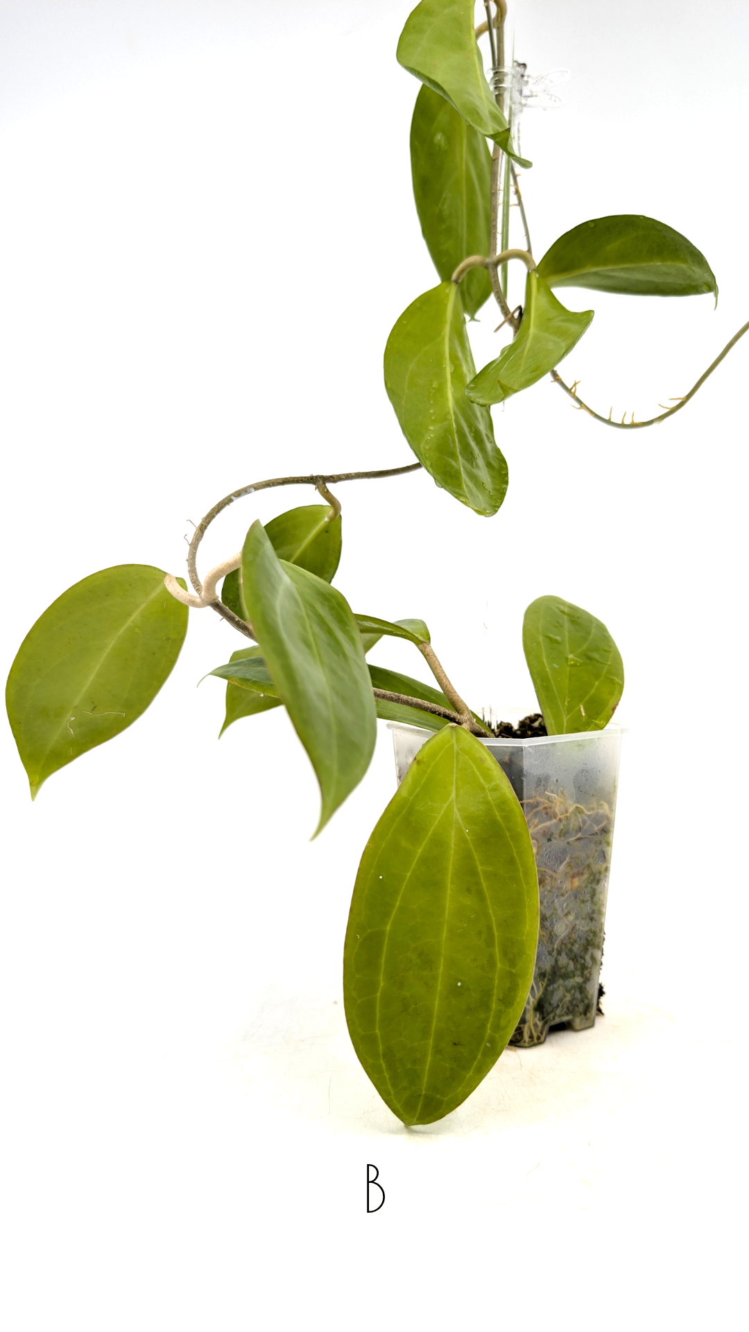 Rare waxplant Hoya UTC033 available for sale at rare indoor plant shop The Leaf Gallery in Perth, Western Australia