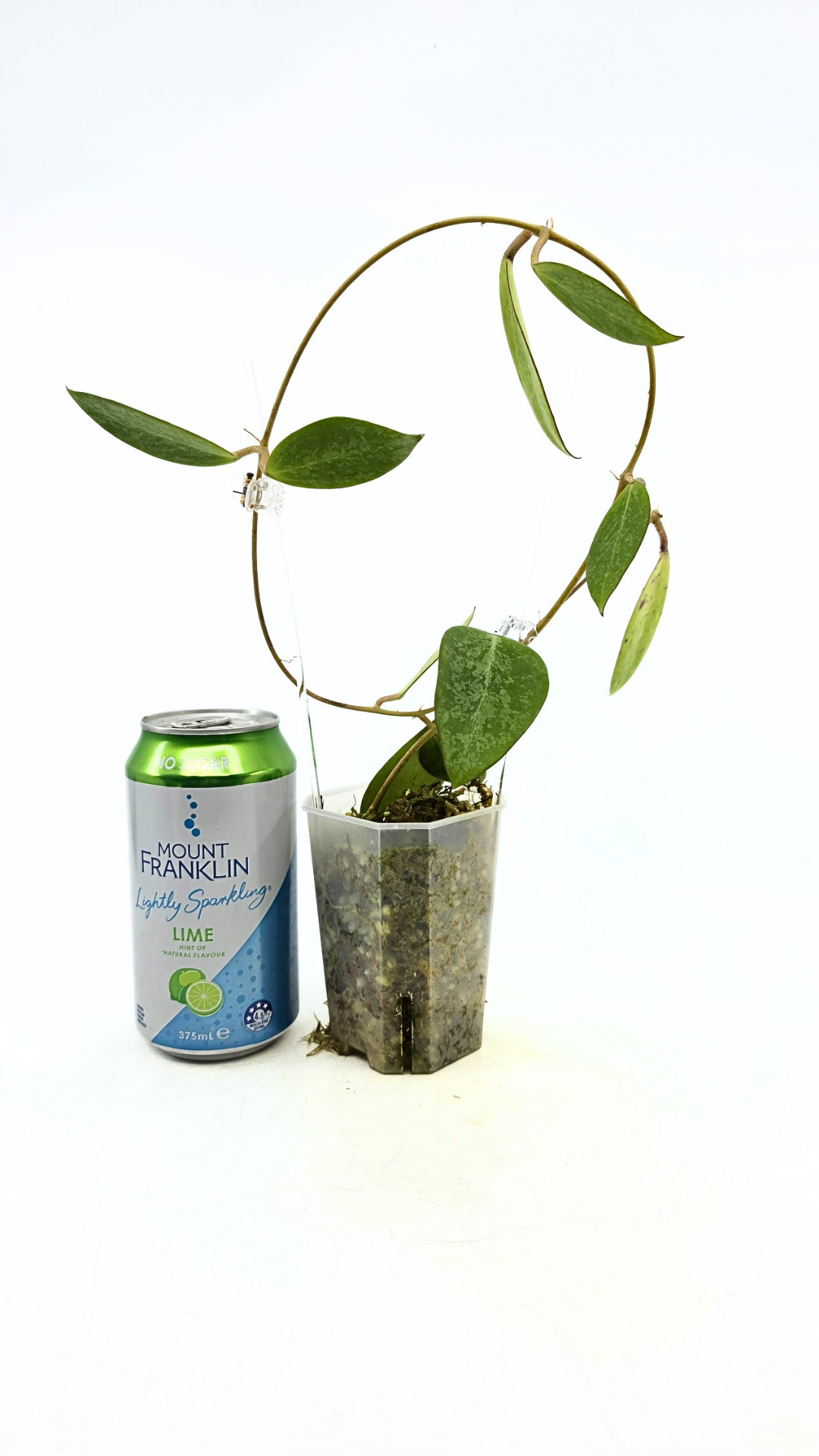 Rare waxplant Hoya Rime Splash available for sale at rare indoor plant shop The Leaf Gallery in Perth, Western Australia
