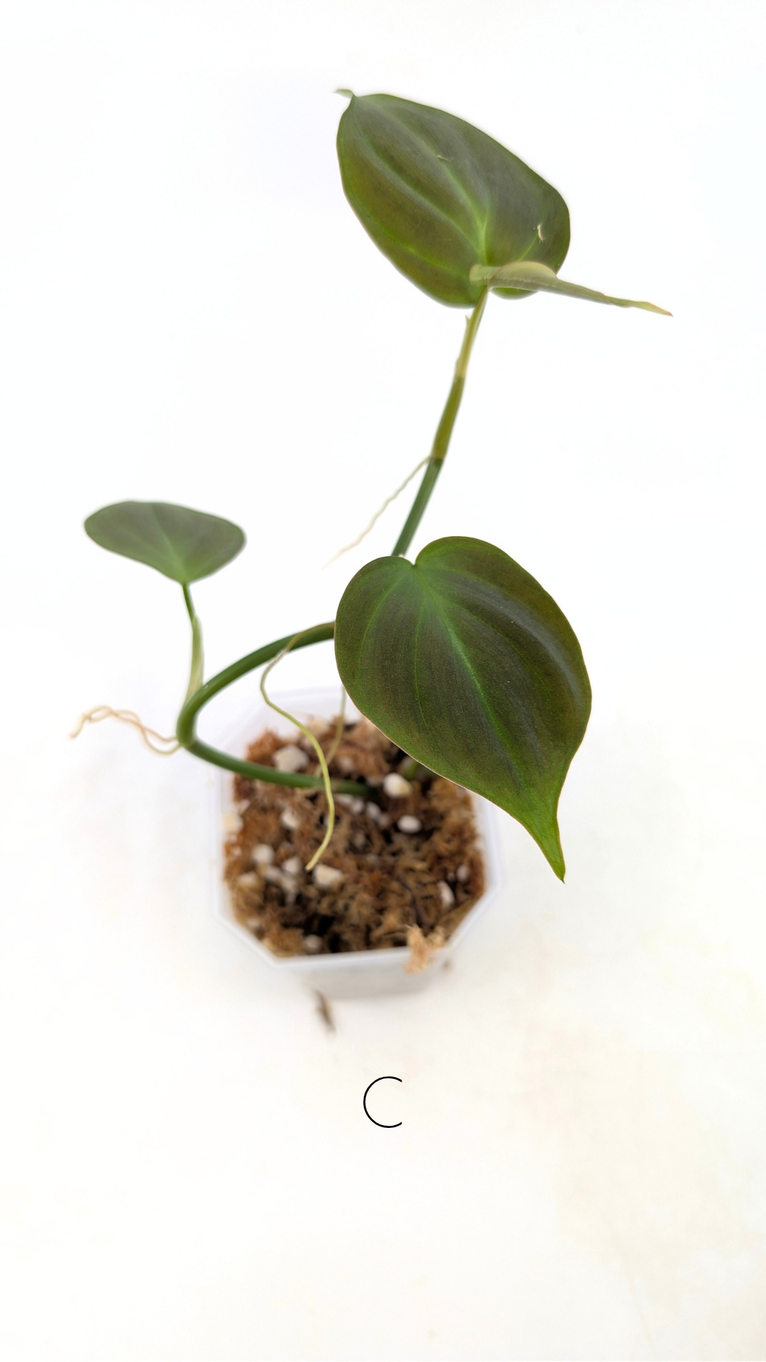 Uncommon indoor plant Philodendron Camposportoanum available for sale at rare house plant shop The Leaf Gallery in Perth, Western Australia