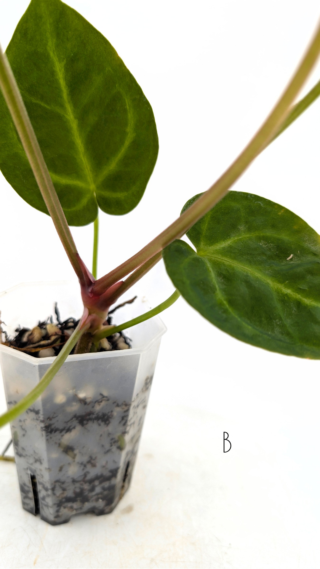 Rare indoor plant Anthurium Magnificum available for sale at rare house plant shop The Leaf Gallery in Perth, Western Australia