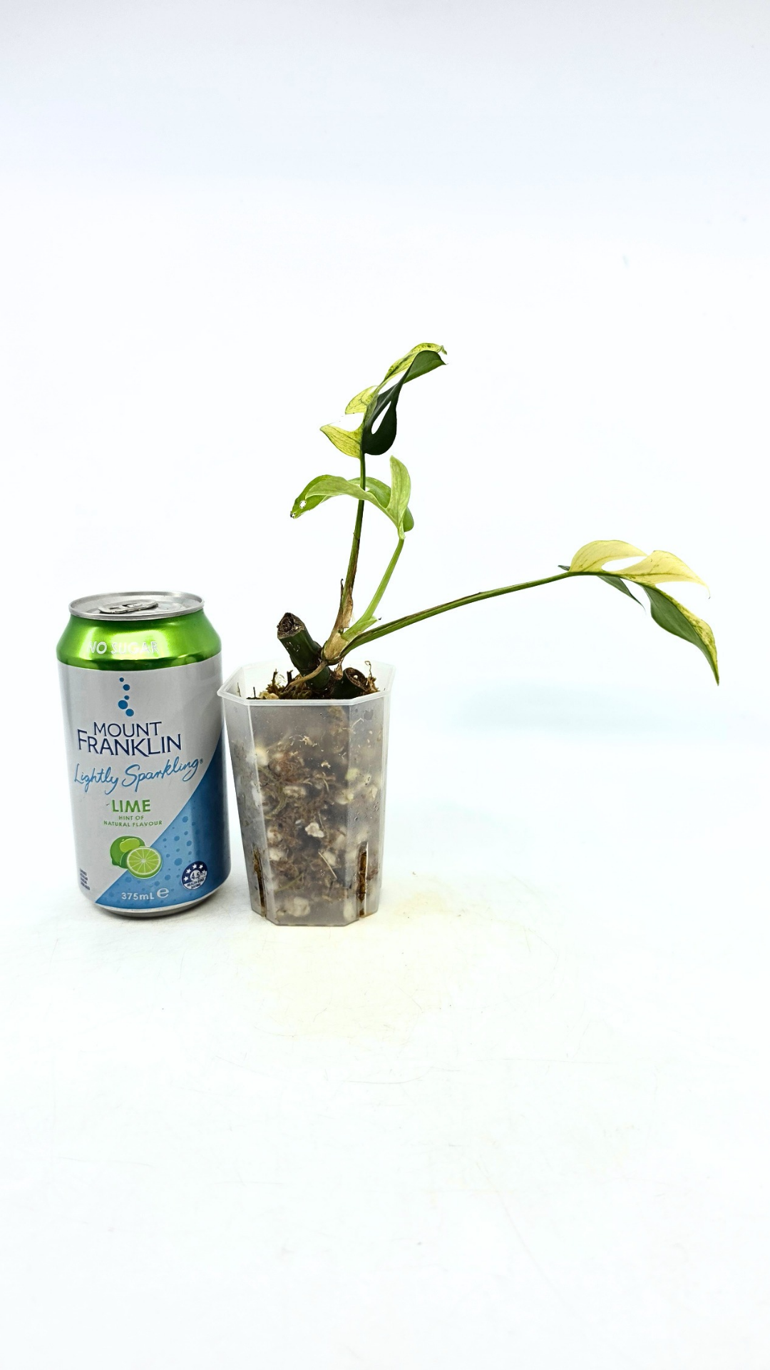 Rare indoor plant Raphidophora Tetrasperma Albo for sale at rare plant shop The Leaf Gallery in Perth, Western Australia