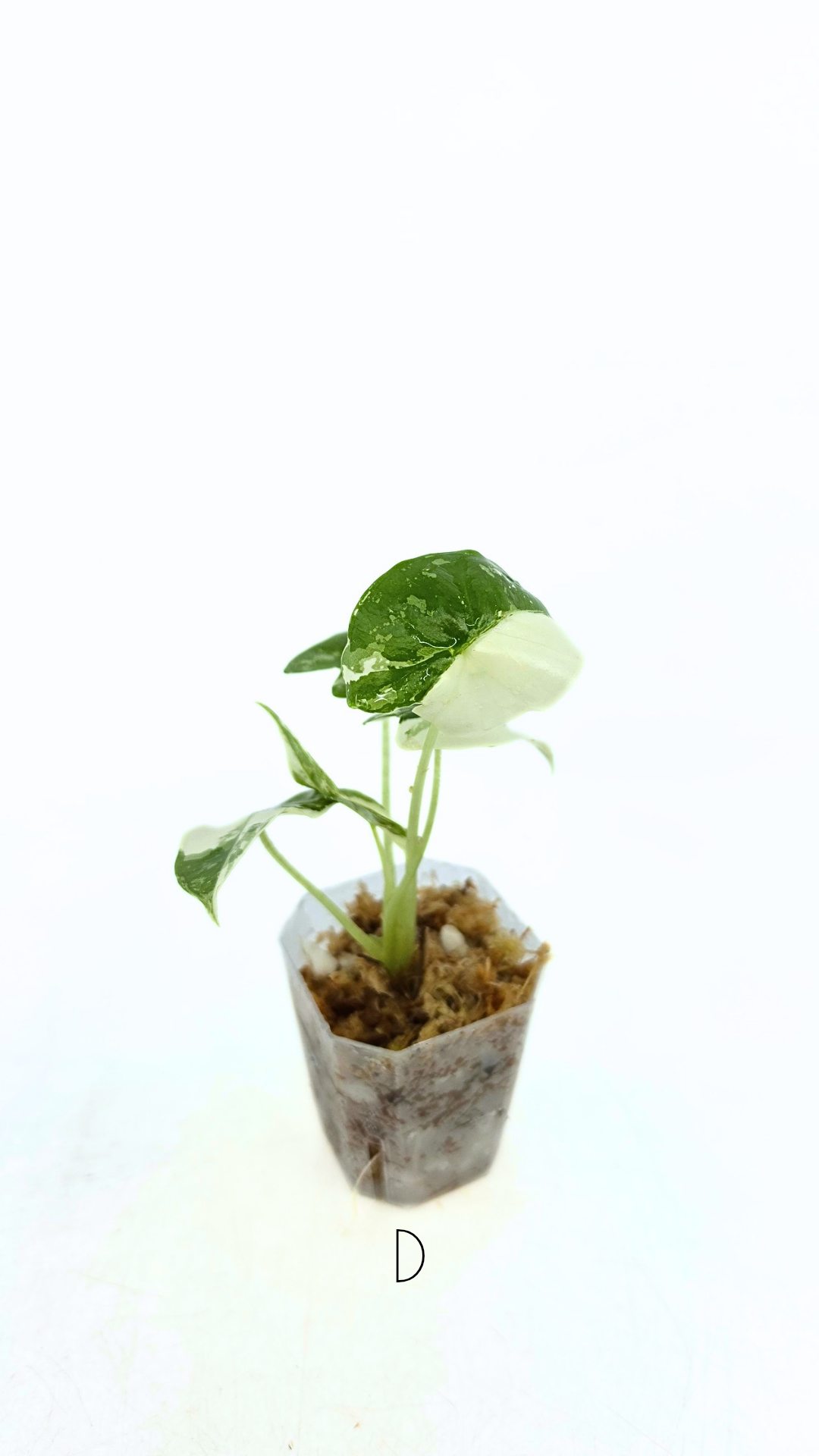 Rare indoor plant Alocasia Frydek Variegated available for sale at rare house plant shop The Leaf Gallery in Perth, Western Australia