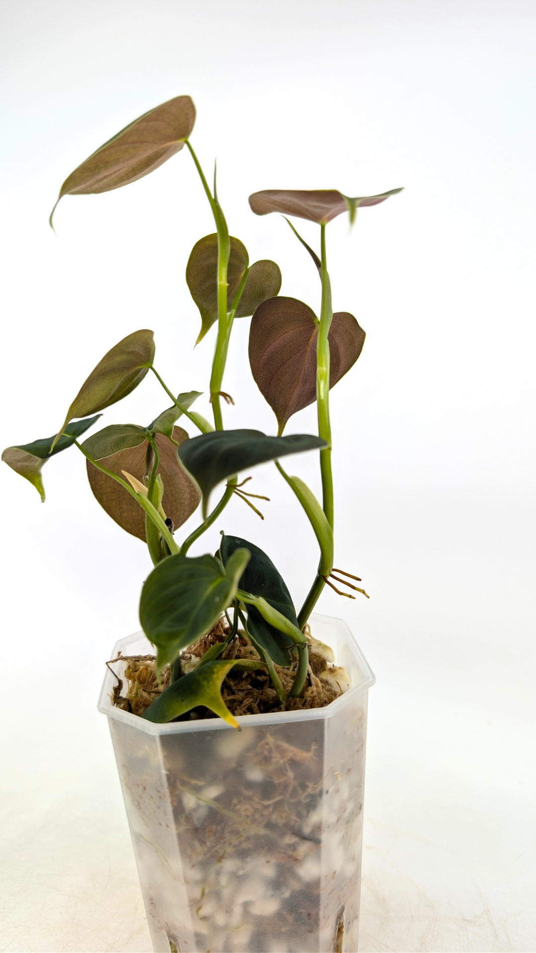 Rare indoor plant Philodendron Lupinum available for sale at rare house plant shop The Leaf Gallery in Perth, Western Australia