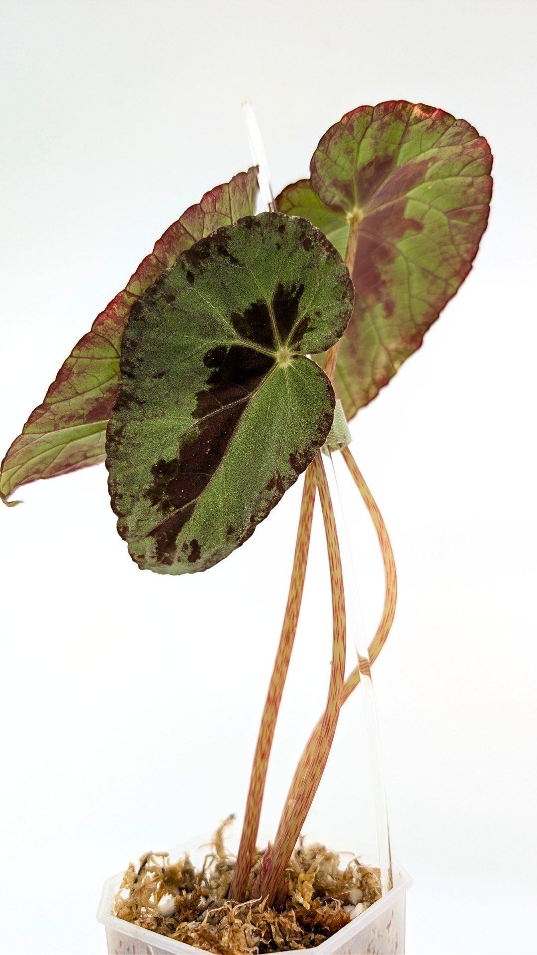 Rare Begonia Burkillii Green form available for sale at rare plant shop The Leaf Gallery in Perth, Western Australia