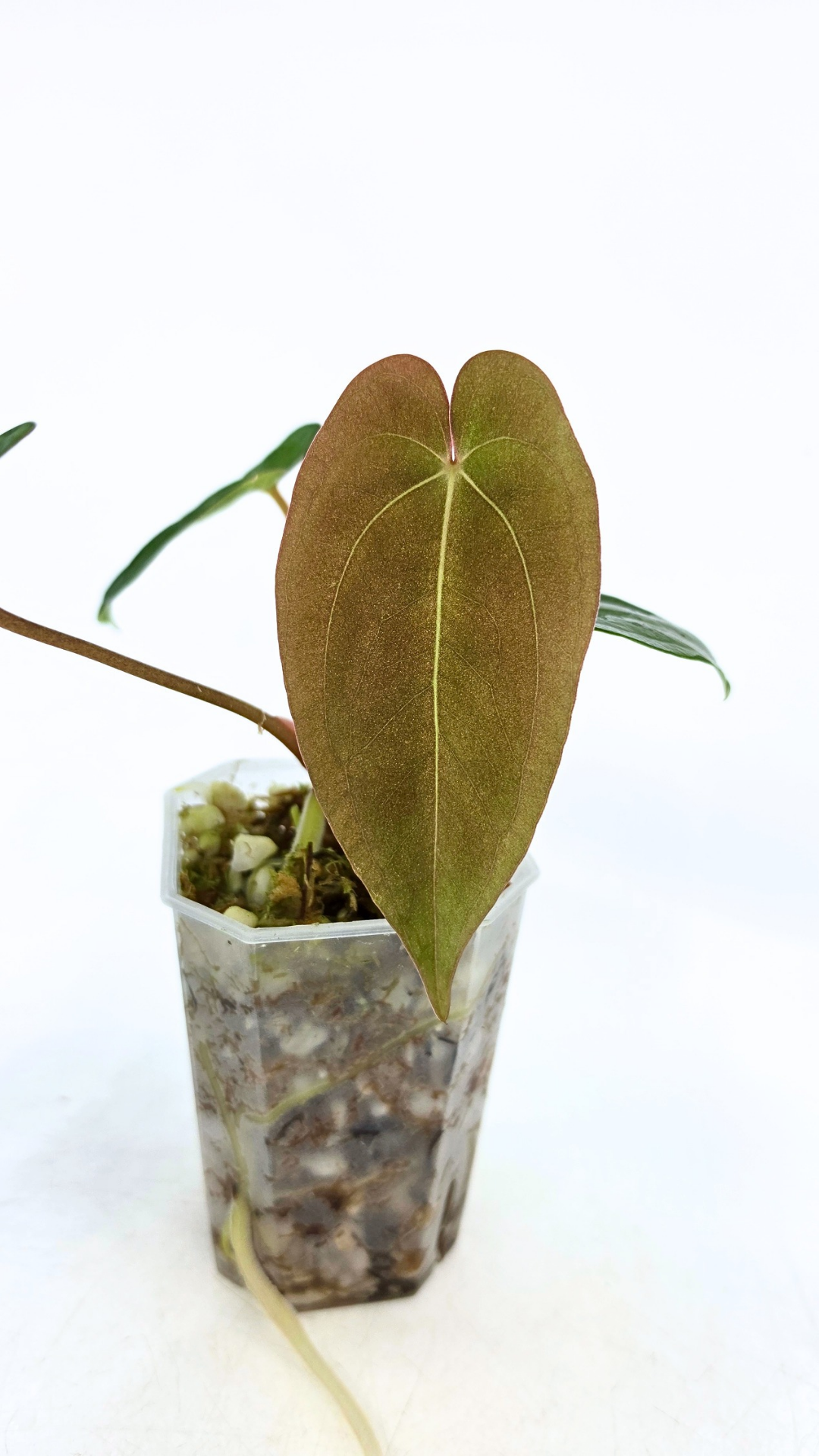 Rare indoor plant Anthurium Papillilaminum pure clone available from rare house plant shop The Leaf Gallery in Perth, Western Australia