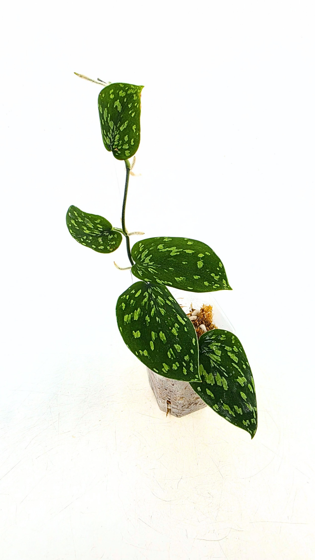 Rare indoor plant Scindapsus Pictus Haask Snake Scale Available for sale at rare plant shop The Leaf Gallery in Perth, Western Australia