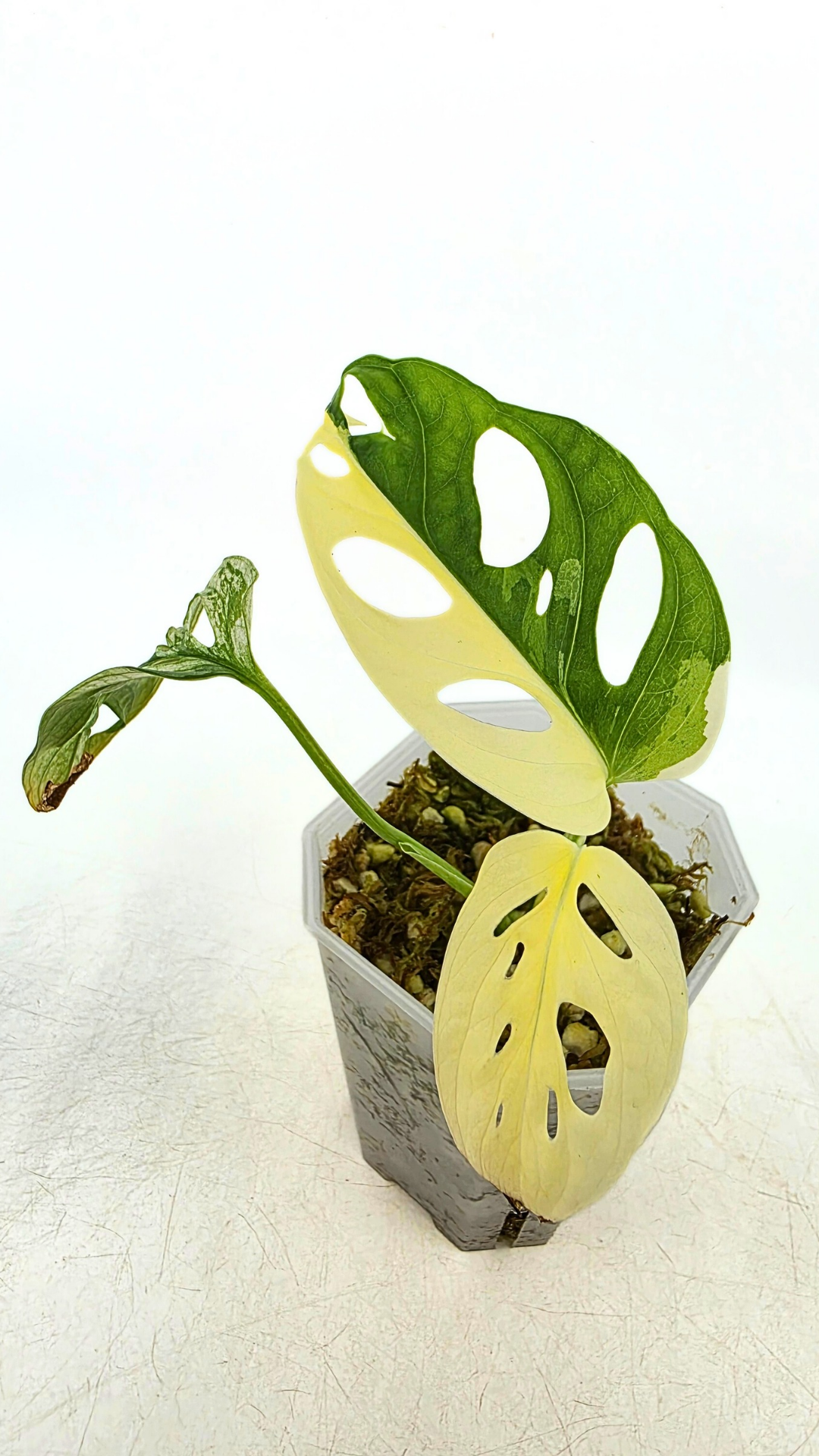 Rare indoor plant Monstera Adansonii Albo Varigated available for sale at rare houseplant shop The Leaf Gallery in Perth, Western Australia