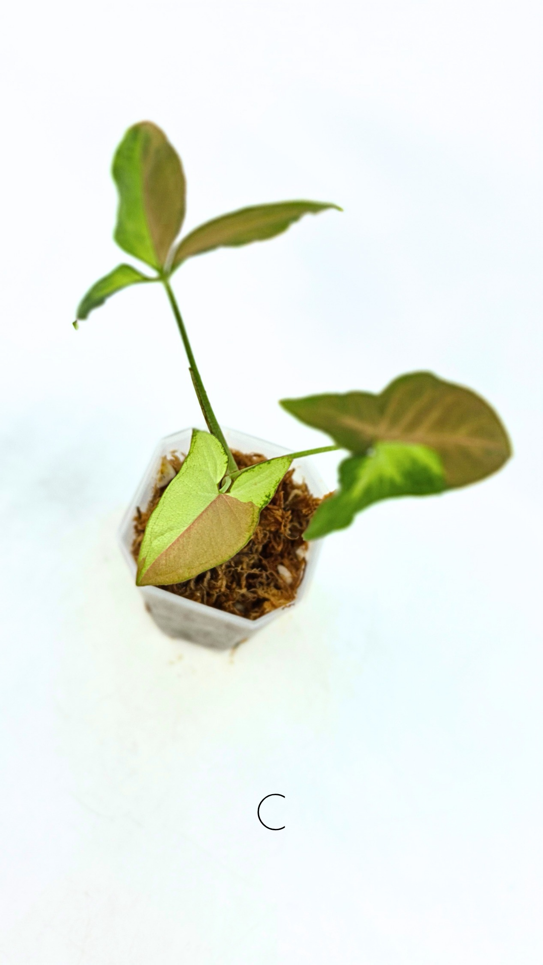 Rare indoor plant Syngonium Redspot Tricolour available for sale at The Leaf Gallery in Perth, Western Australia.