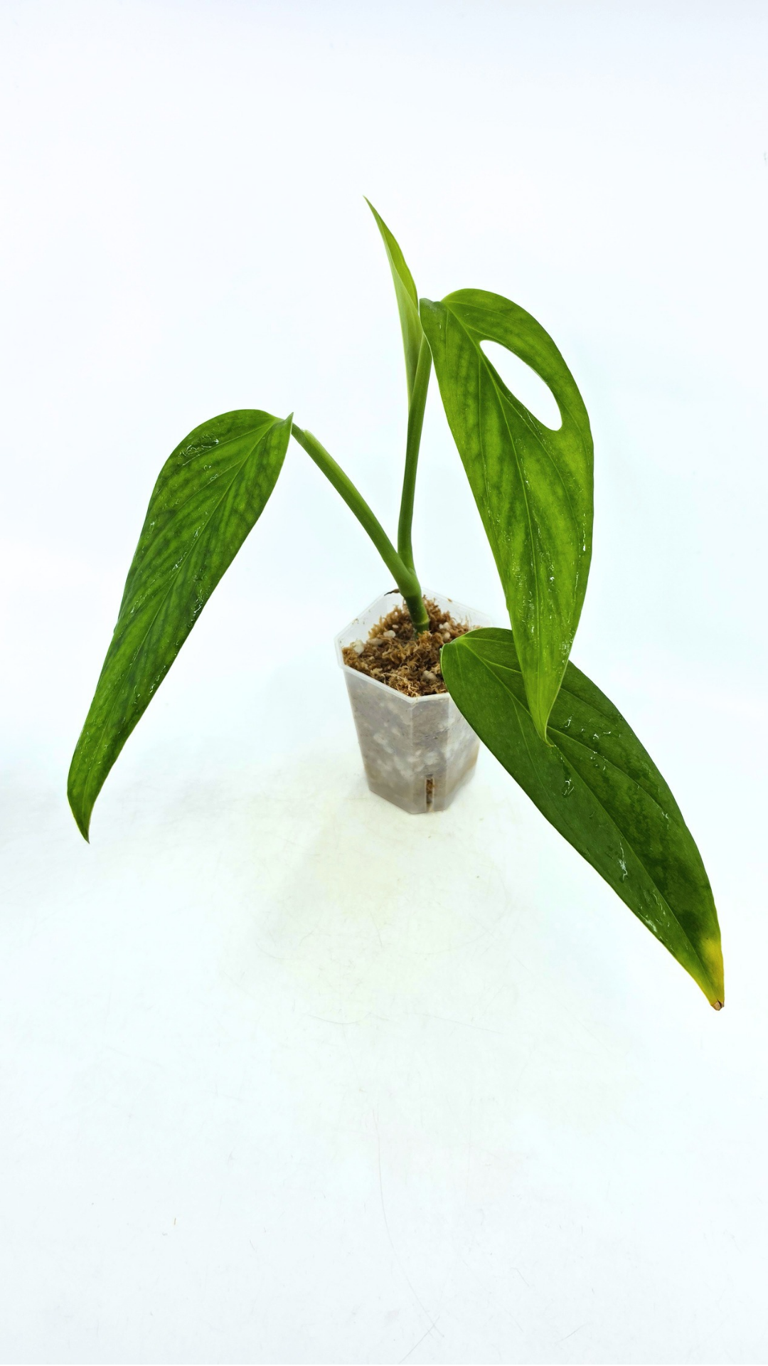 Rare Monstera Xanthospatha available for sale at rare plant shop The Leaf Gallery in Perth, Western Australia