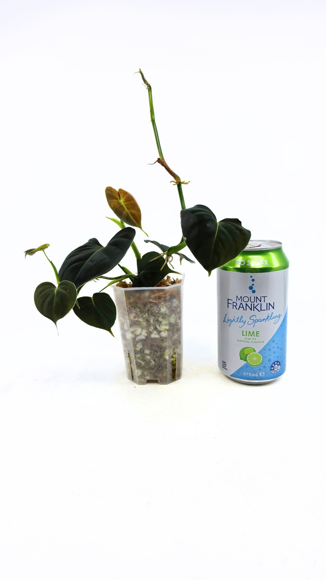 Rare indoor plant Philodendron Lupinum available for sale at rare house plant shop The Leaf Gallery in Perth, Western Australia