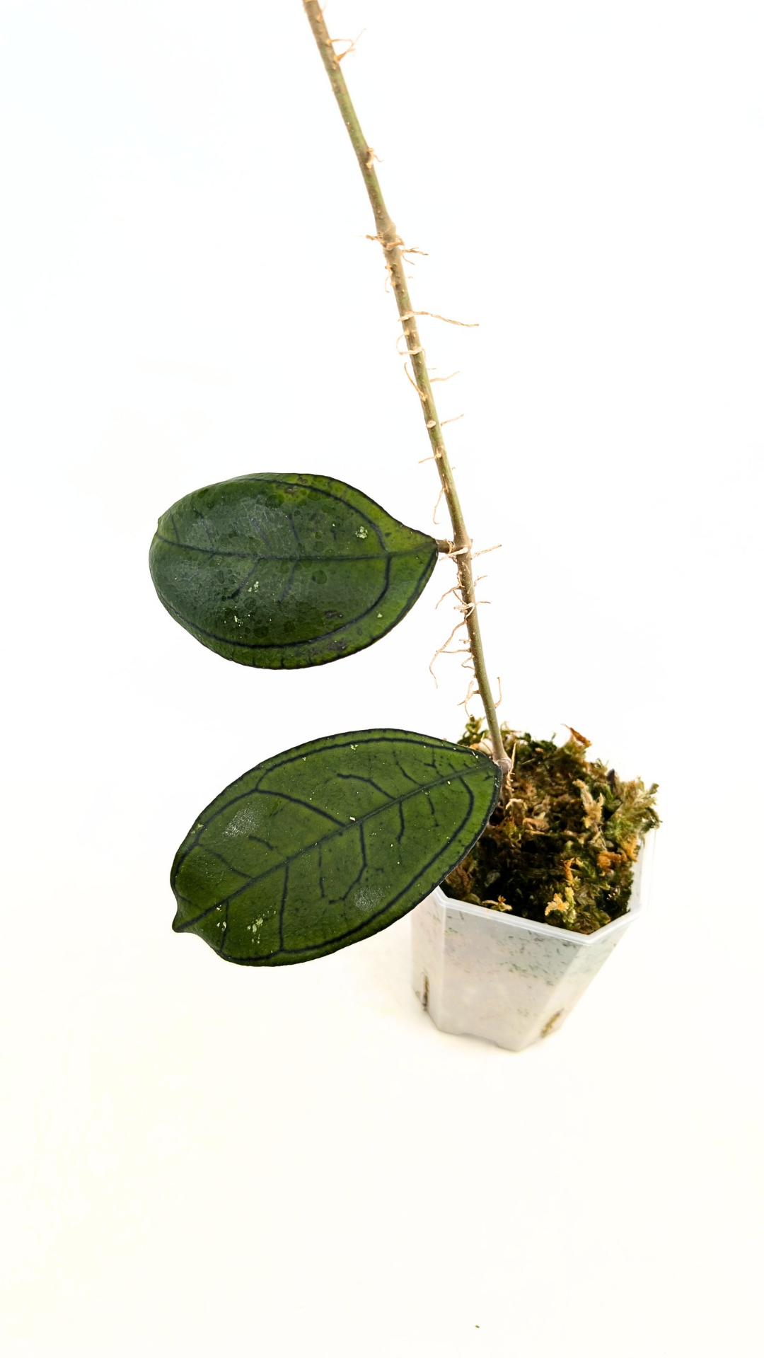 Rare waxplant Hoya Gunung Gading available for sale at rare indoor plant shop The Leaf Gallery in Perth, Western Australia