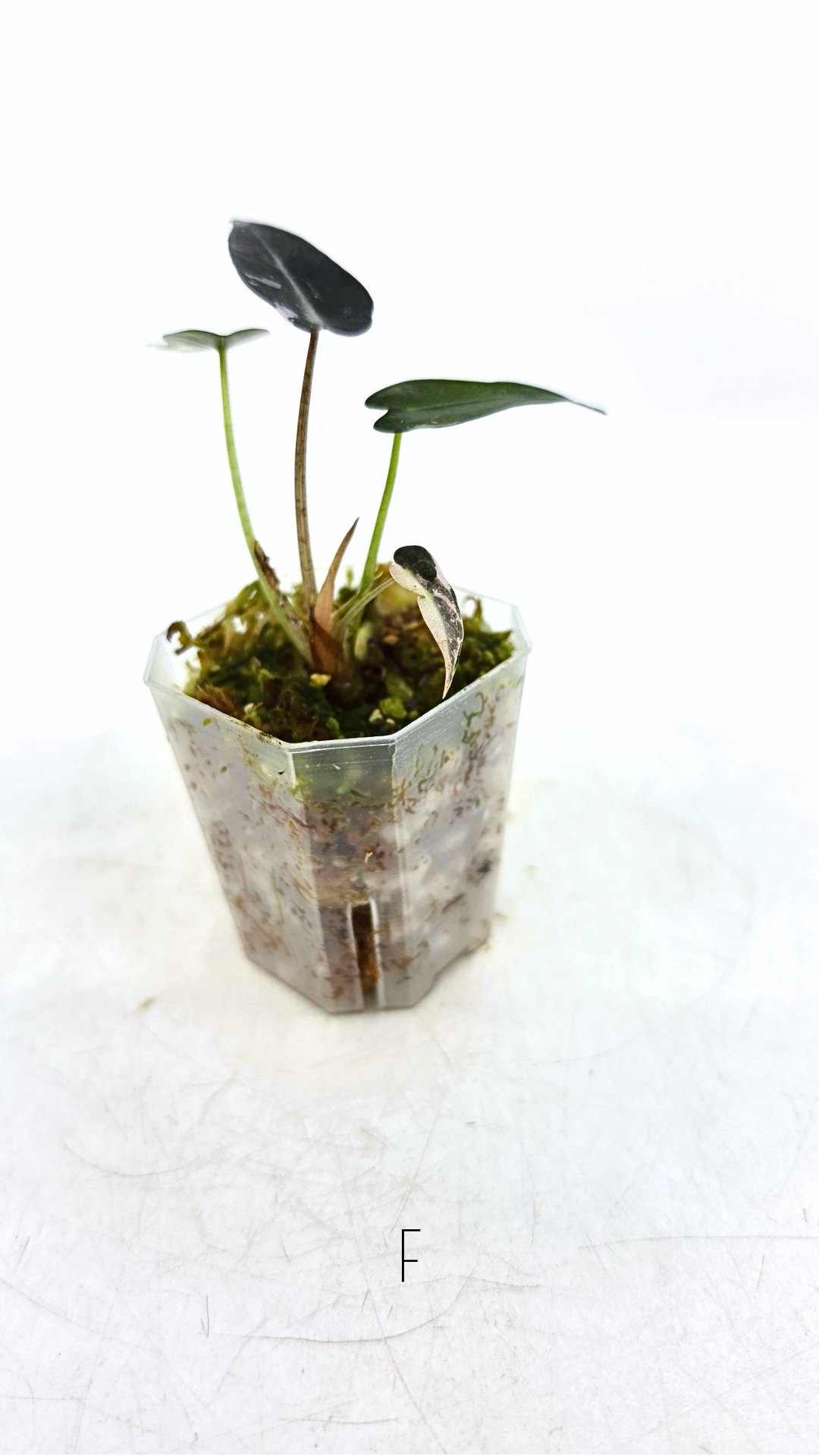 Rare indoor plant Alocasia Amazonica Bambino Pink TC plantlets available for sale at rare houseplant shop The Leaf Gallery in Perth, Western Australia