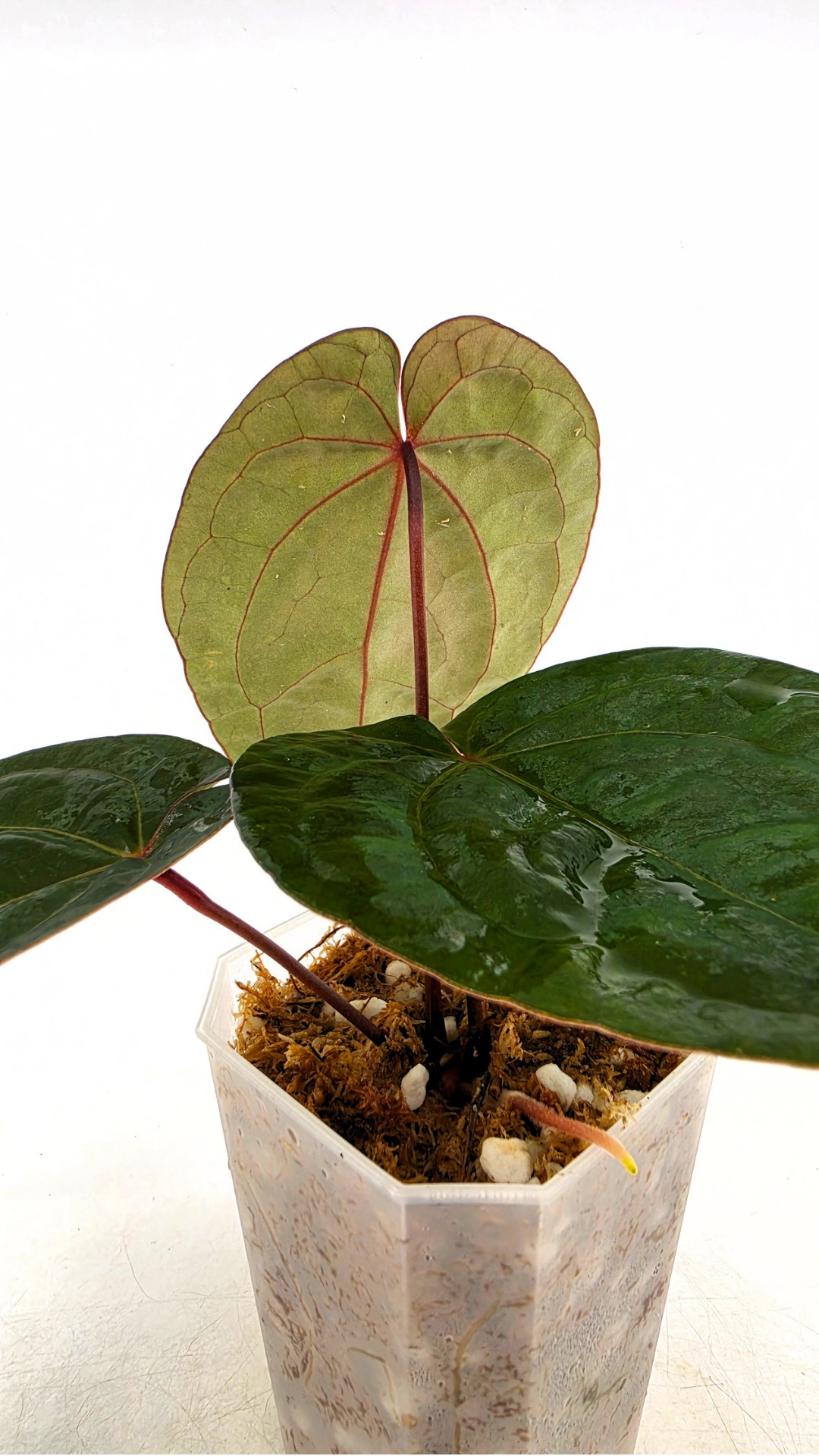 Rare indoor plant Anthurium Bloodmoon clone available from rare house plant shop The Leaf Gallery in Perth, Western Australia