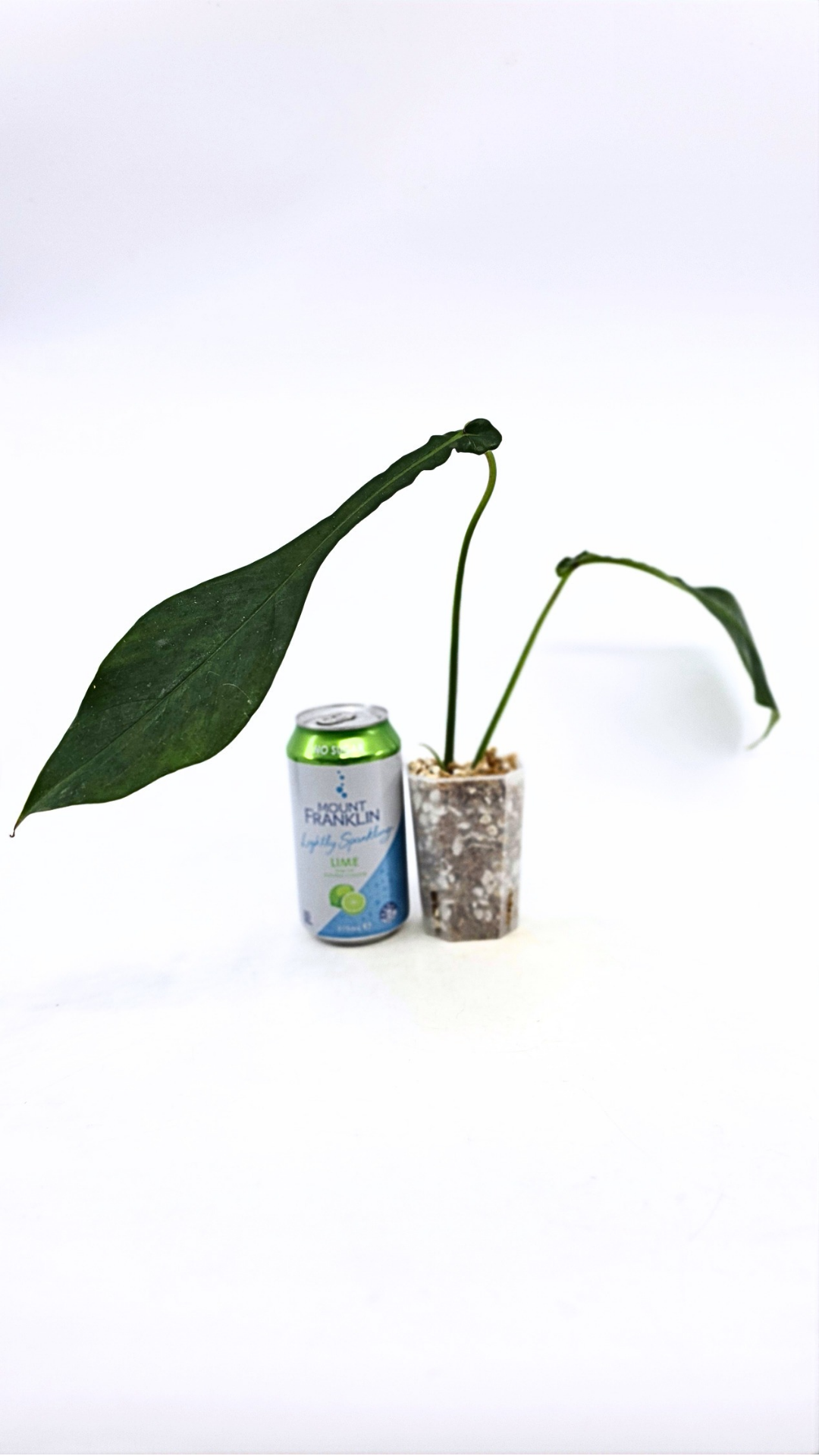 Rare plant Philodendron Joepii available at rare plant shop The Leaf Gallery in Perth, Western Australia