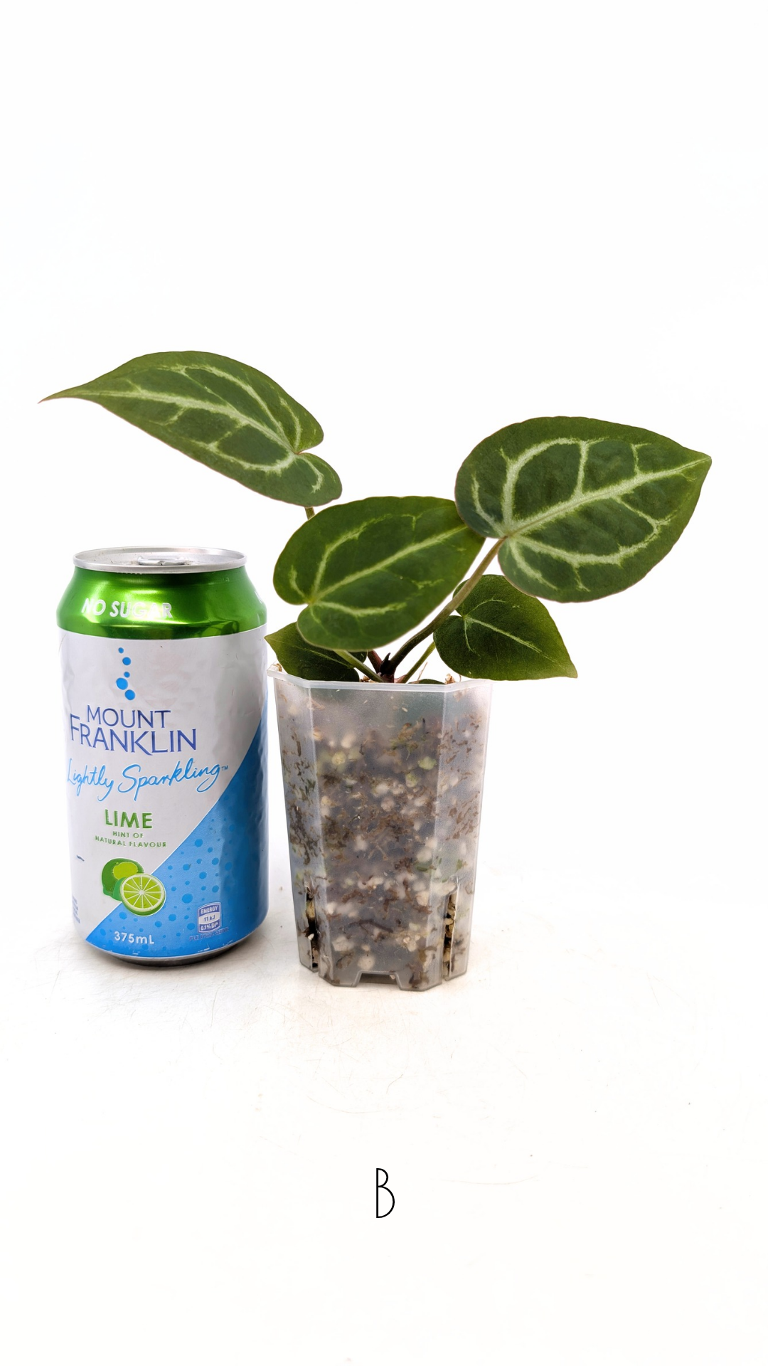 Rare anthurium hybrid Anthurium red dorayaki mutation with Anthurium Michelle by The Leaf Gallery in Perth, Western Australia