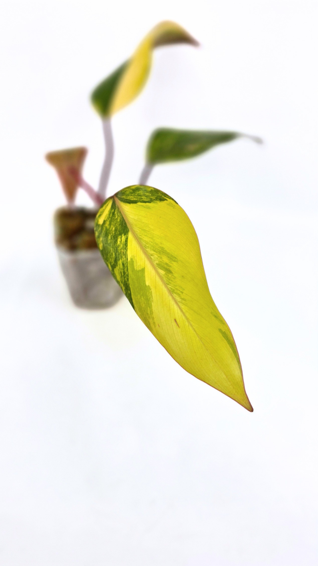 Rare indoor plant Philodendron Strawberry Shake grown and propagated by rare plant shop The Leaf Gallery in Perth, Western Australia