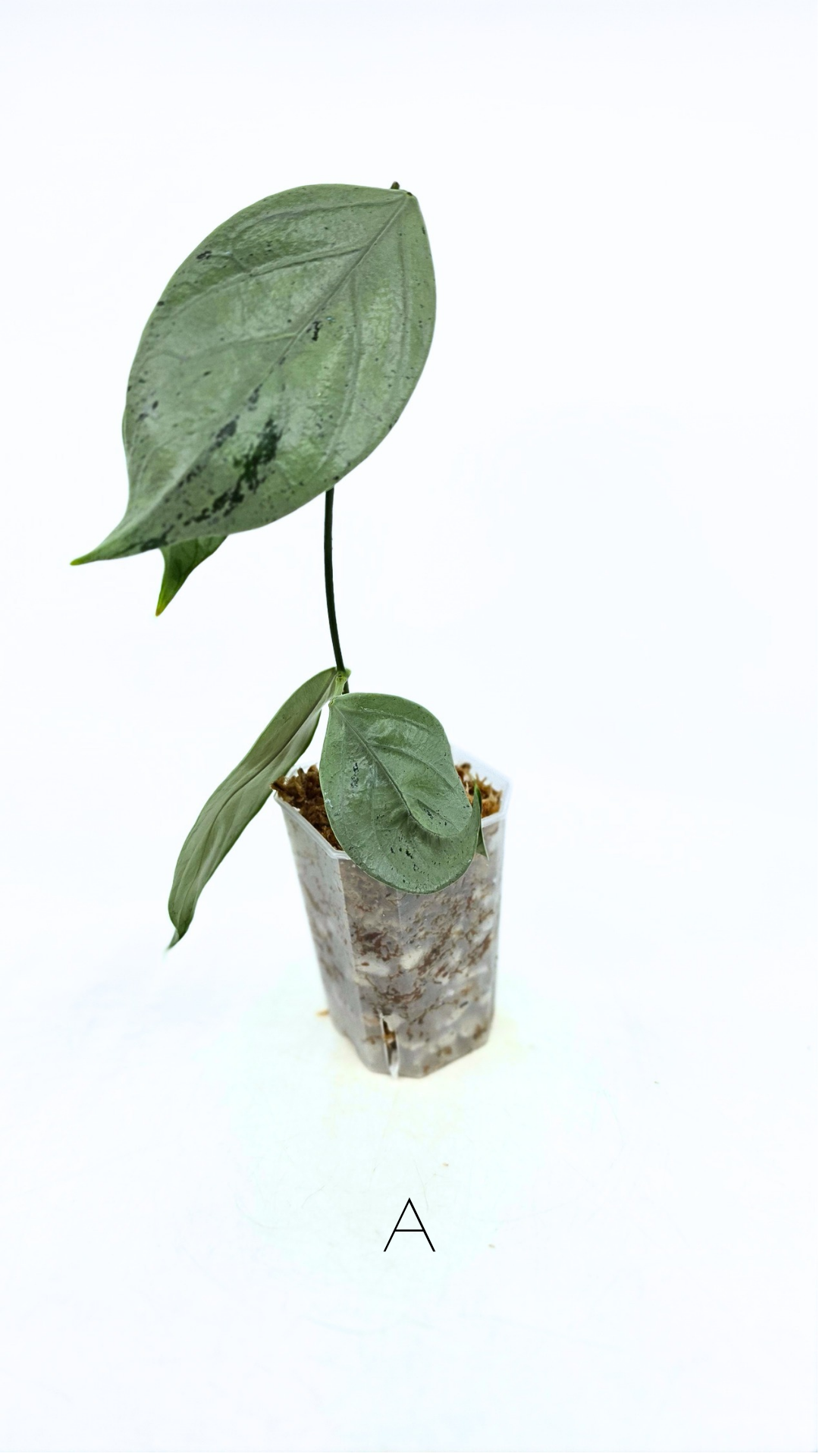 Rare waxplant Hoya Coriacea Silver available for sale at rare indoor plant shop The Leaf Gallery in Perth, Western Australia