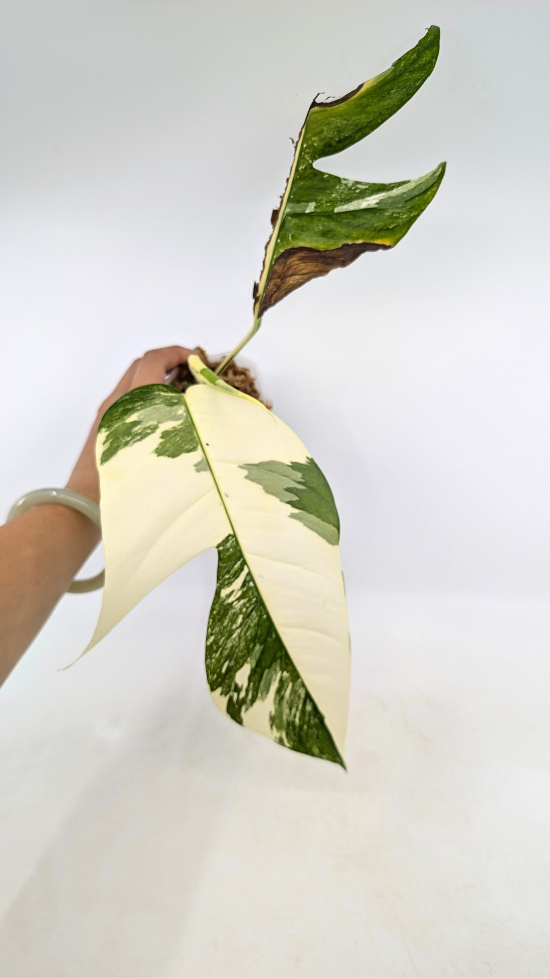 Uncommon house plant Epipremnum Pinnatum Varigated available for sale at rare plant shop The Leaf Gallery in Perth, Western Australia