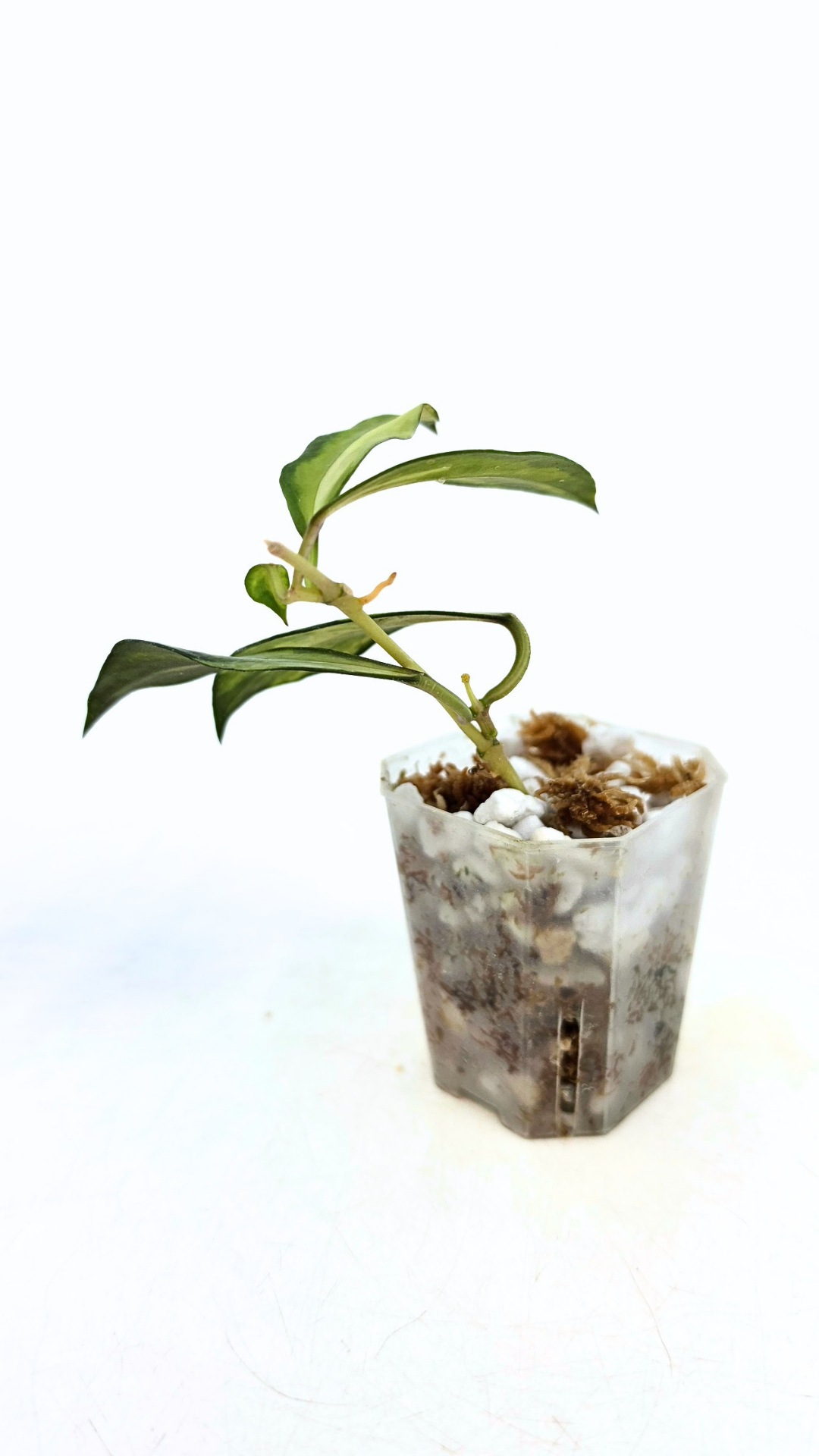 Rare hoya Walliniana Varigated available for sale at rare plant shop The Leaf Gallery in Perth, Western Australia