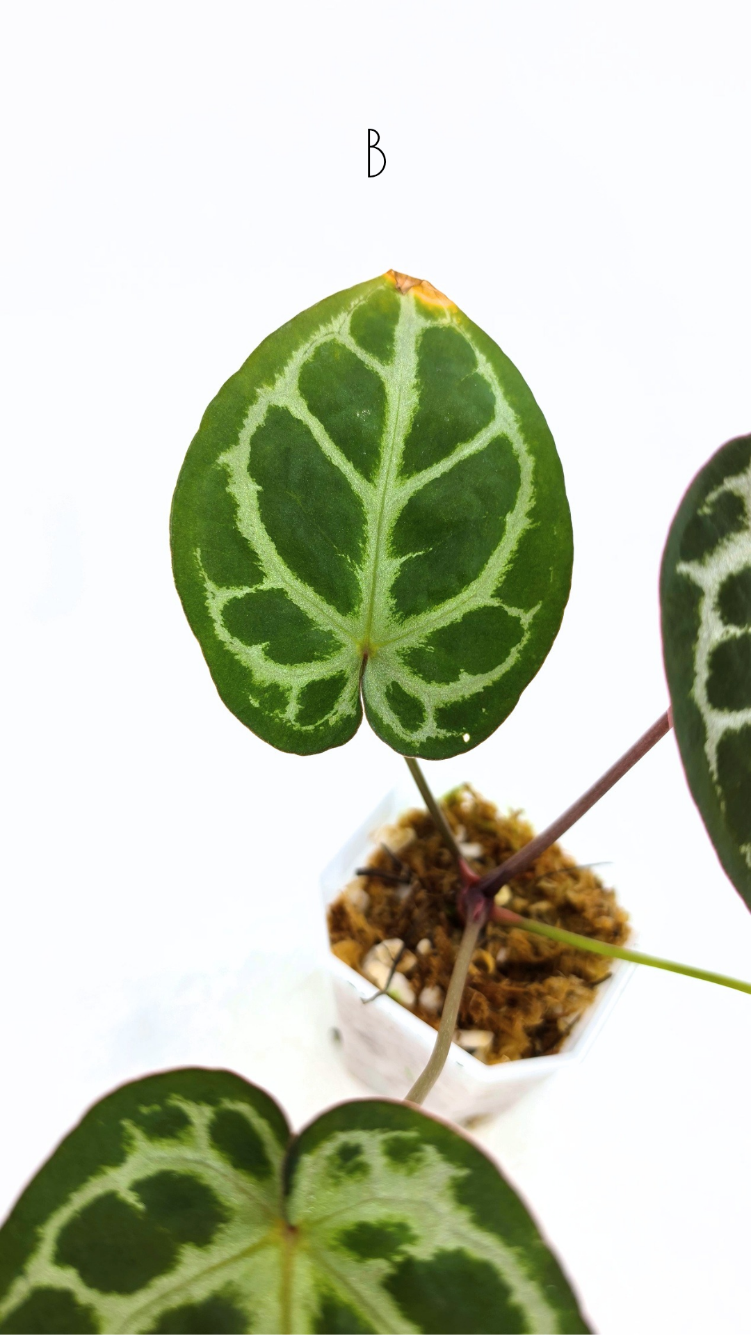 Rare anthurium hybrid Anthurium red dorayaki mutation with Anthurium Michelle by The Leaf Gallery in Perth, Western Australia