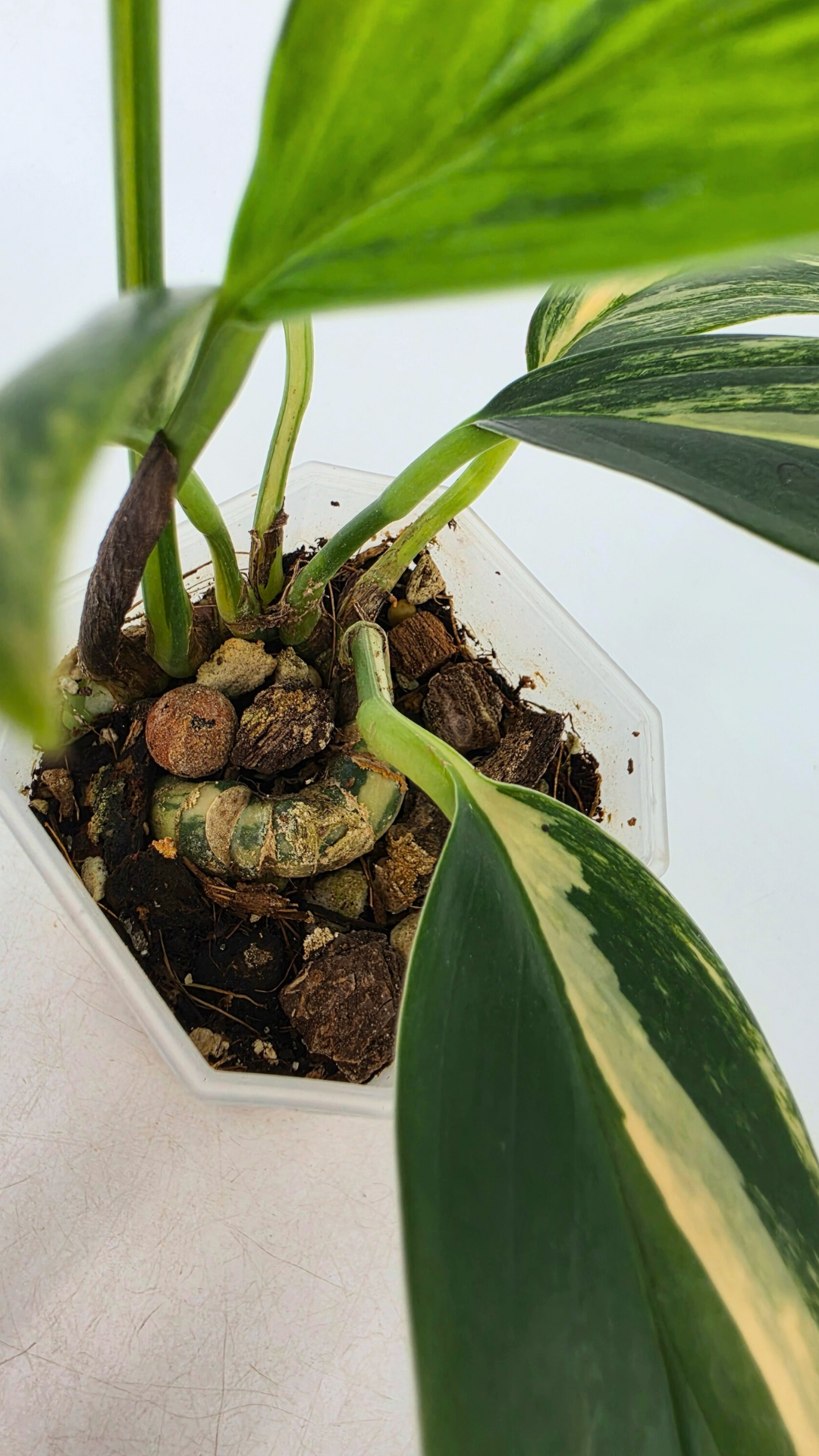 Rare indoor plant Raphidophora Decursiva Varigated (Dragon's Tail Varigated) by rare plant shop The Leaf Gallery in Perth, Western Australia