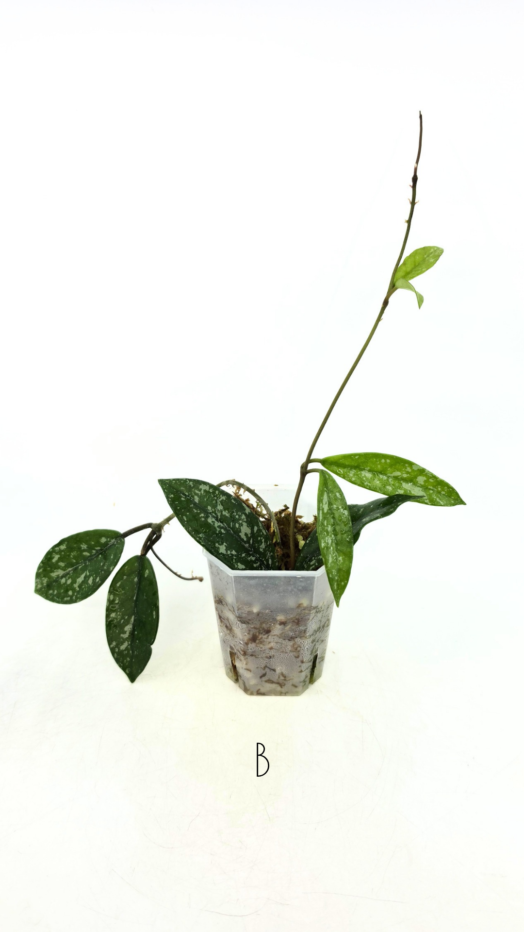 Rare indoor plant hoya wilbur graves propagated by and available for sale at rare plant shop The Leaf Gallery in Perth.