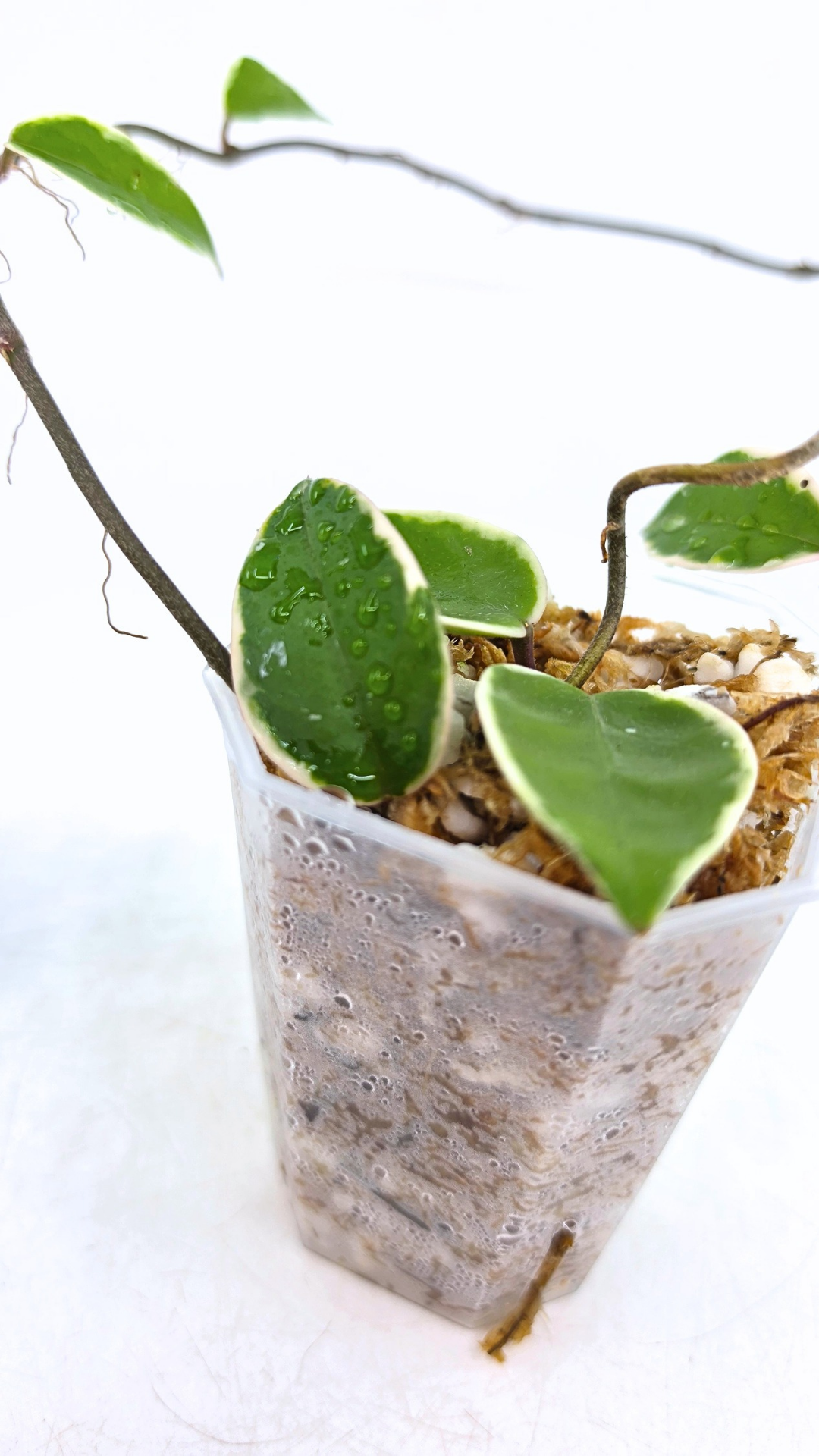Uncommon indoor plant hoya Carnosa Krimson Queen propagated by and available for sale at rare plant shop The Leaf Gallery in Perth.
