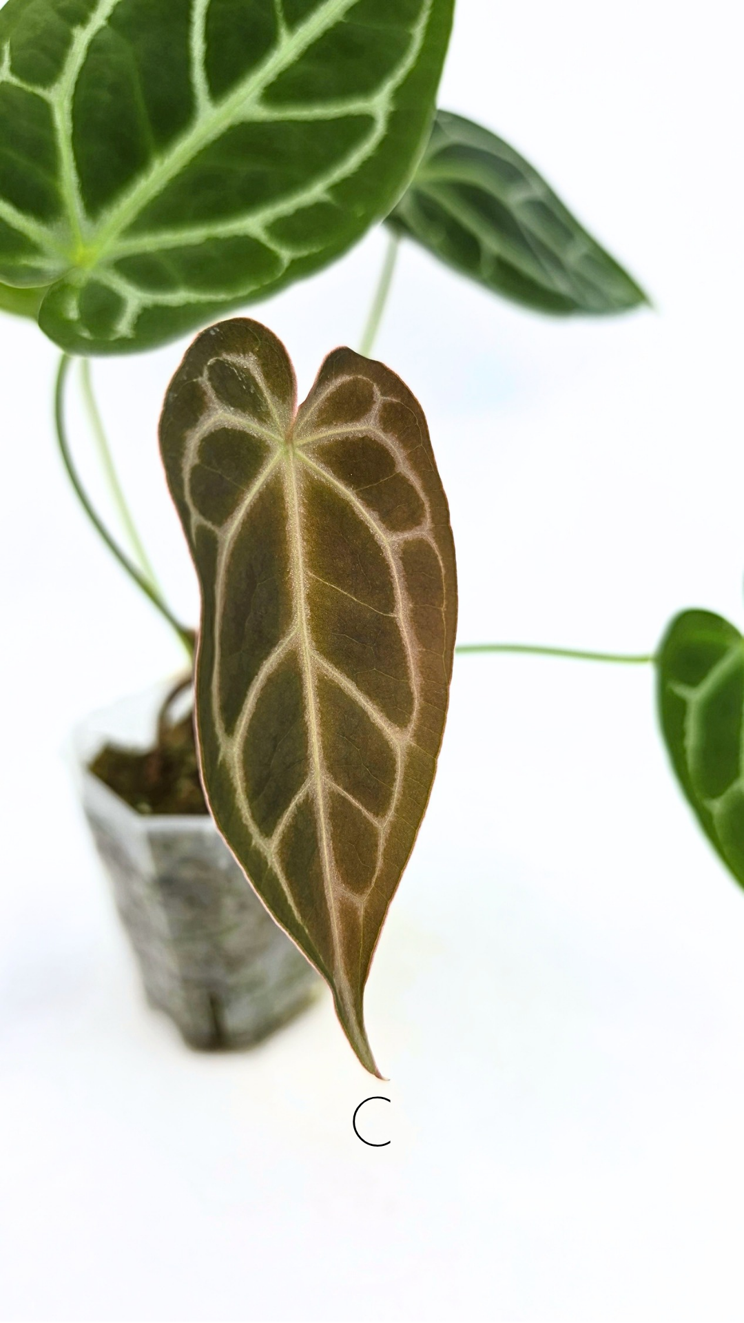 Rare anthurium hybrid Anthurium Dark Forgetii x Bessae Aff X Anthurium Michelle by The Leaf Gallery in Perth, Western Australia