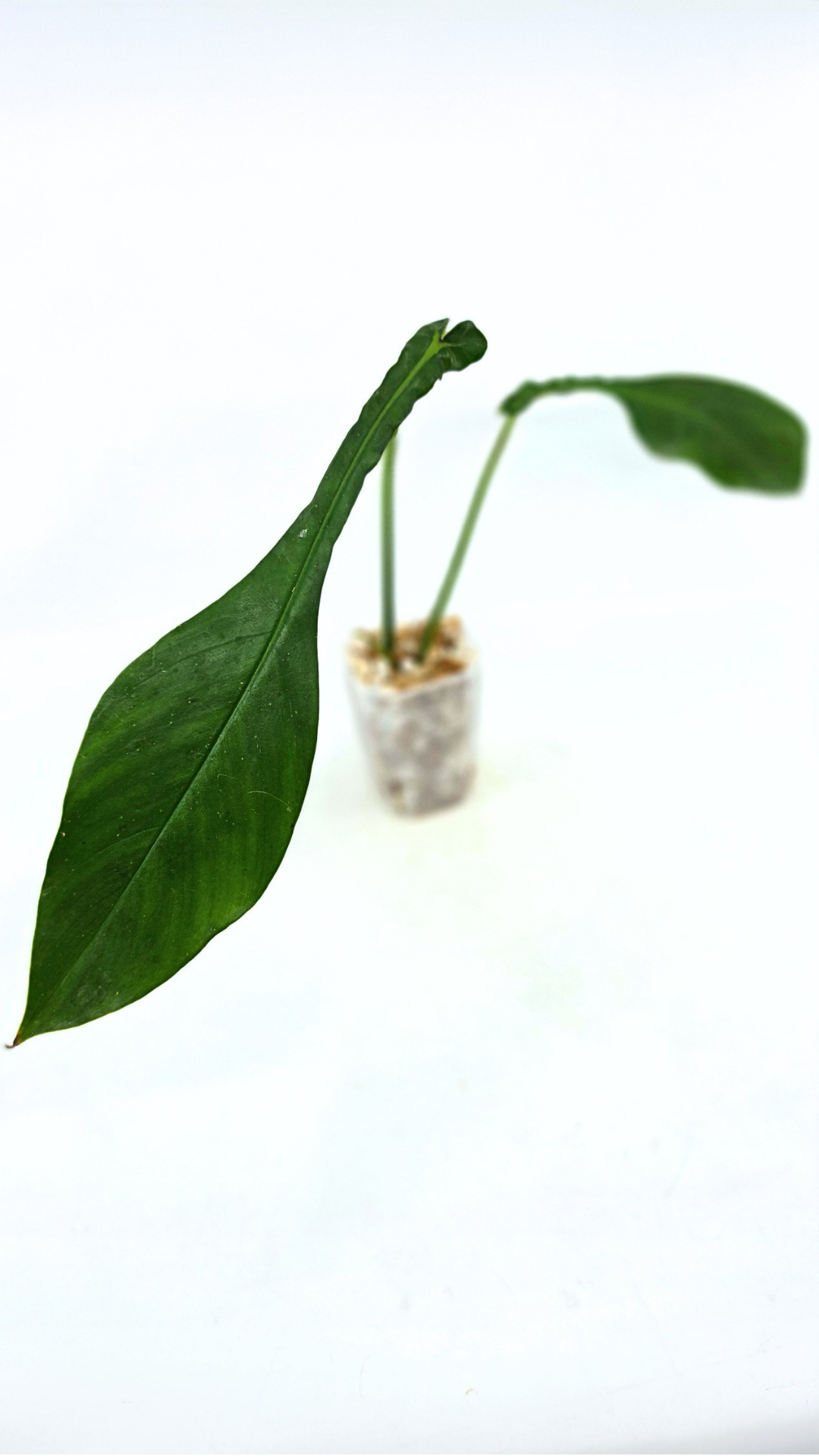 Rare plant Philodendron Joepii available at rare plant shop The Leaf Gallery in Perth, Western Australia