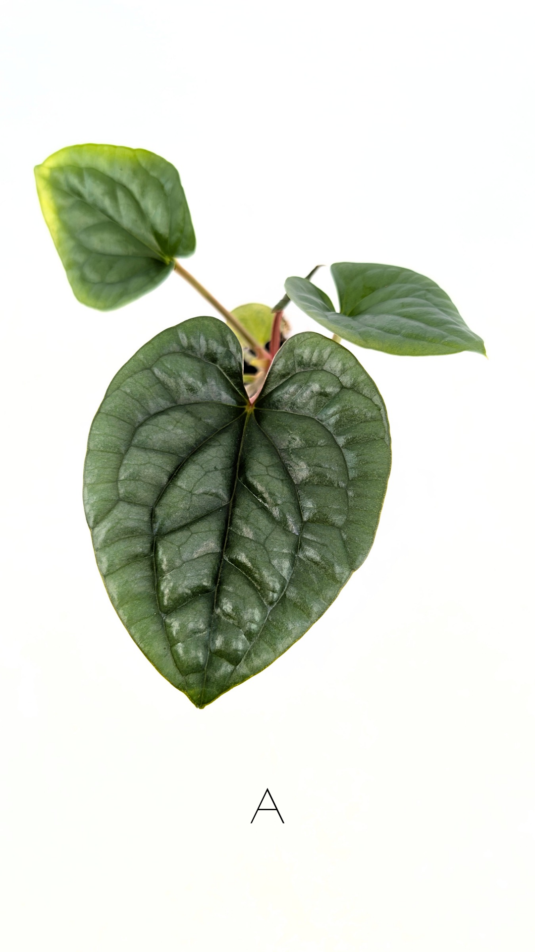 Rare indoor plant Anthurium Luxurians available for sale at rare house plant shop The Leaf Gallery in Perth, Western Australia