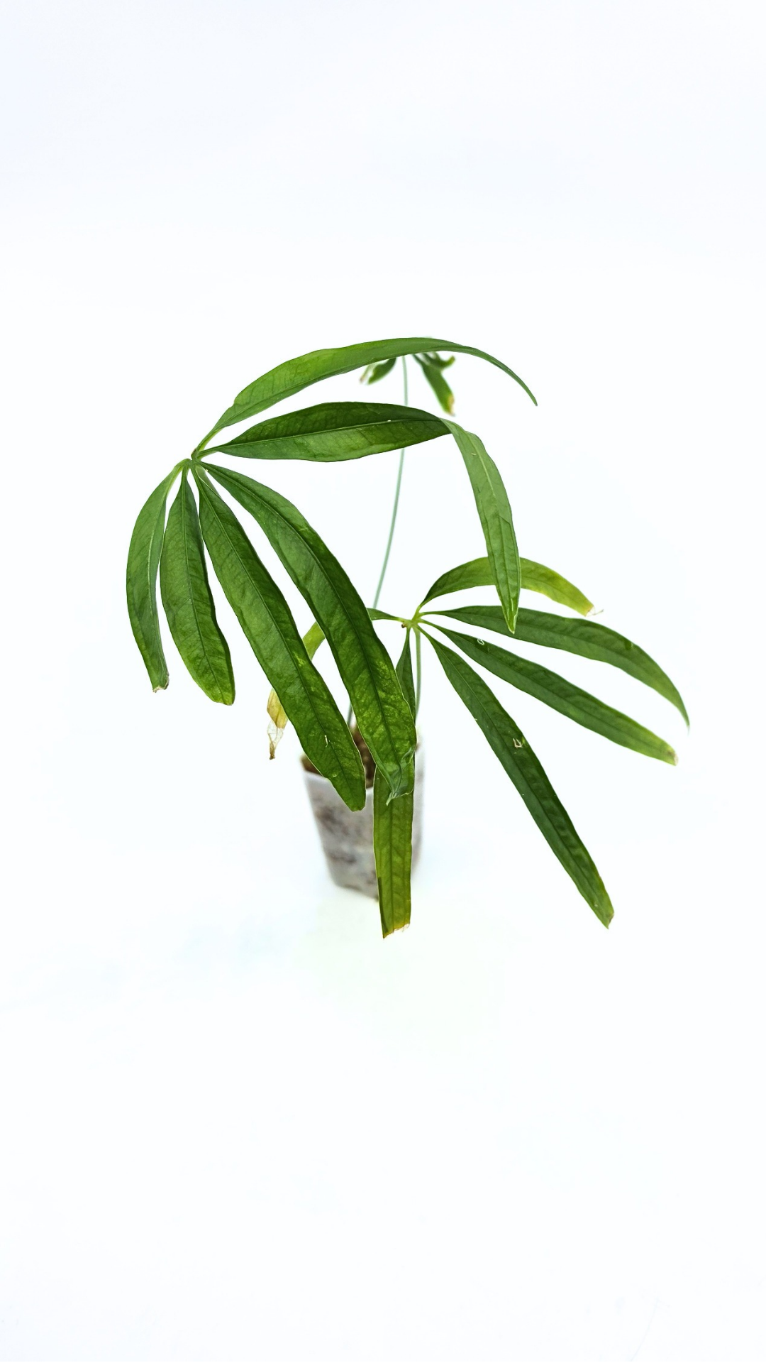 Hard to find house plant Anthurium Polydactylum available for sale at rare plant shop The Leaf Gallery in Perth, Western Australia.