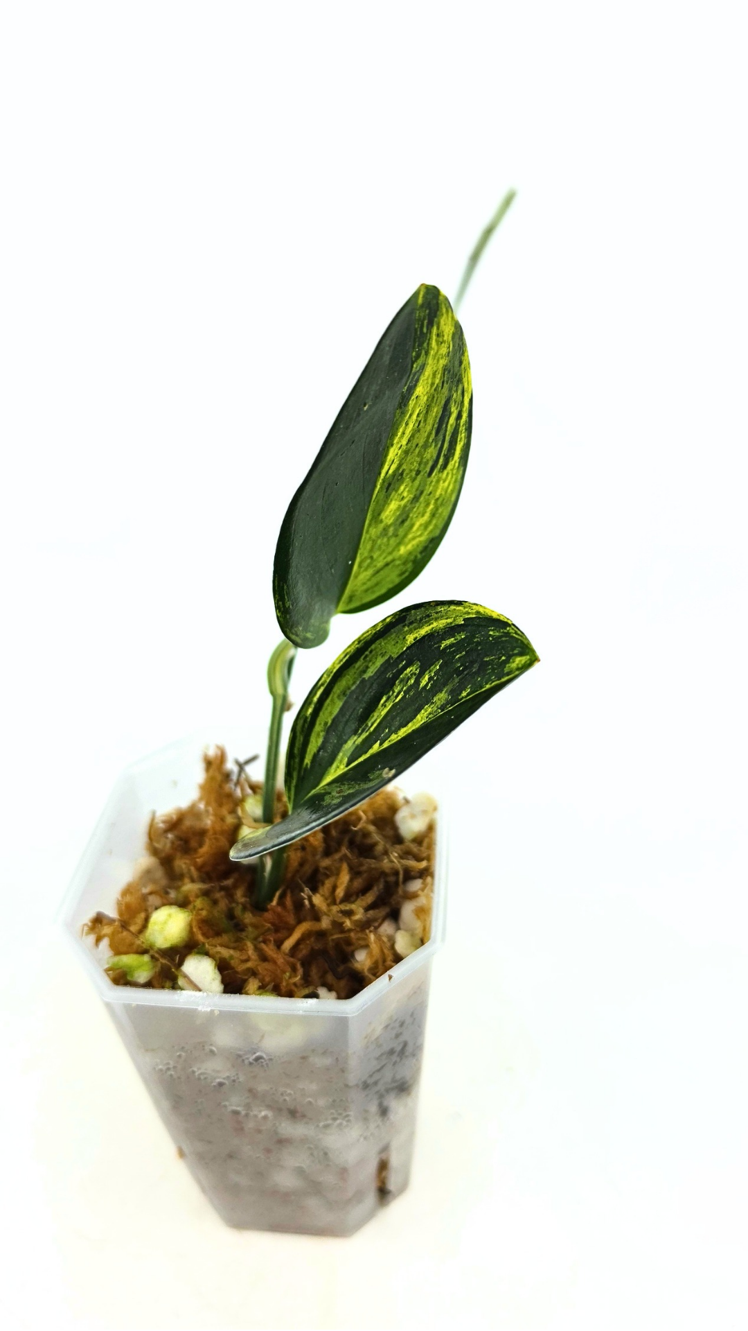 Rare indoor plant Scindapsus Treubii Dark Aurea Varigated available for sale at rare house plant shop The Leaf Gallery in Perth, Western Australia