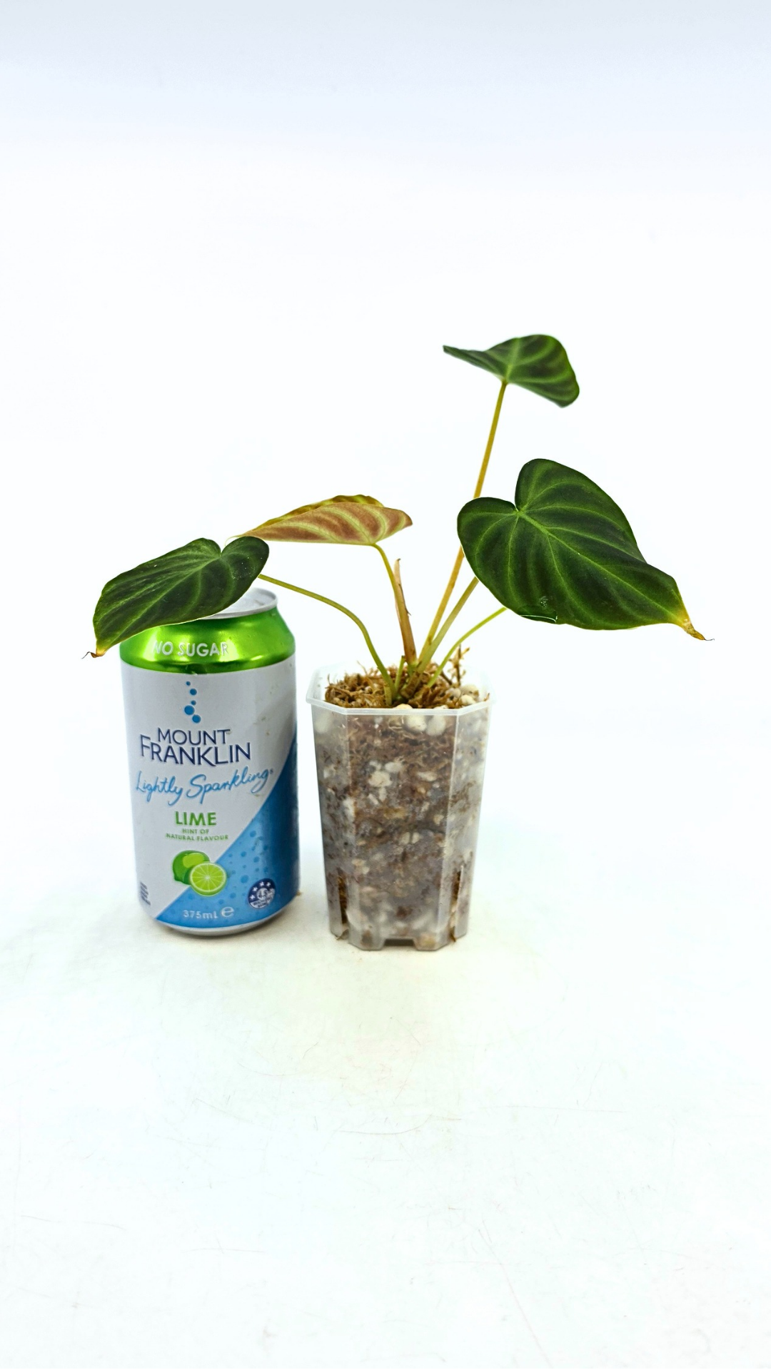 Rare indoor plant Philodendron Verrucusom Mint Variegated available for sale at rare house plant shop The Leaf Gallery in Perth, Western Australia