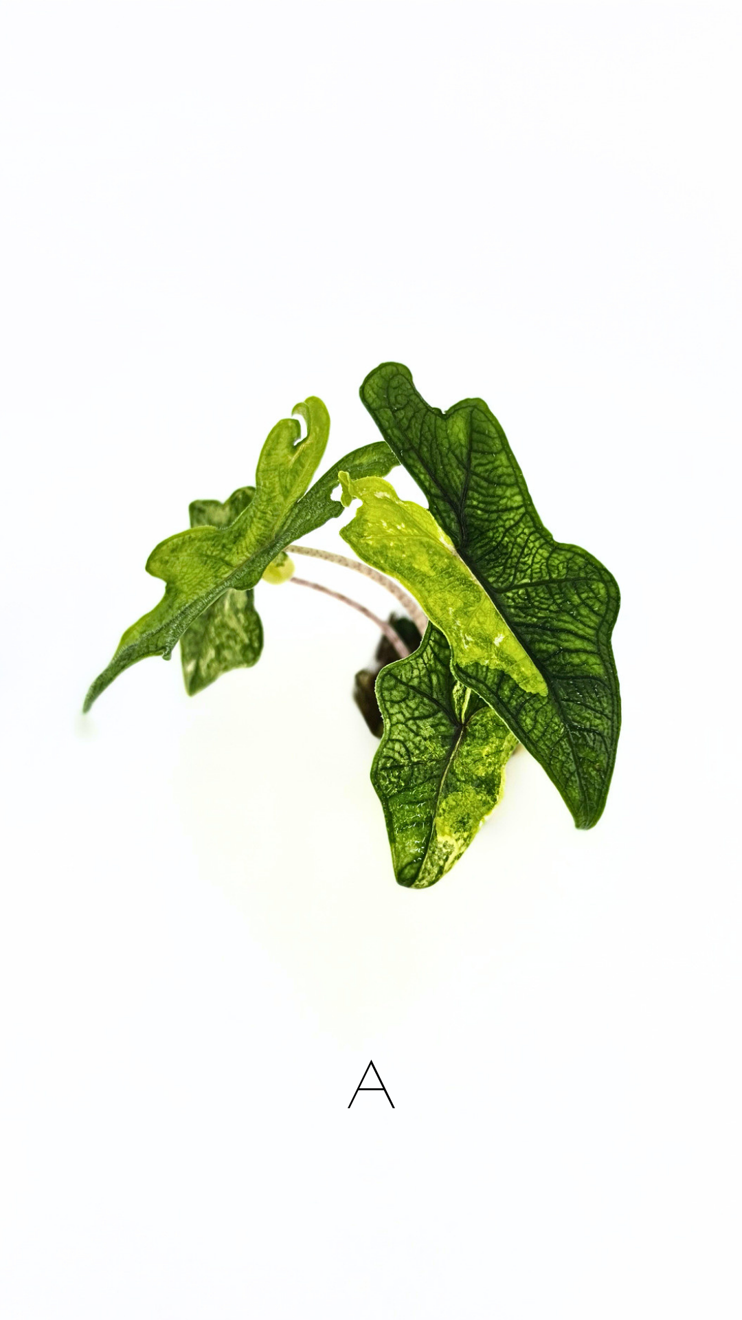 Rare indoor plant Alocasia Jacklyn Variegated available for sale at rare house plant shop The Leaf Gallery in Perth, Western Australia.