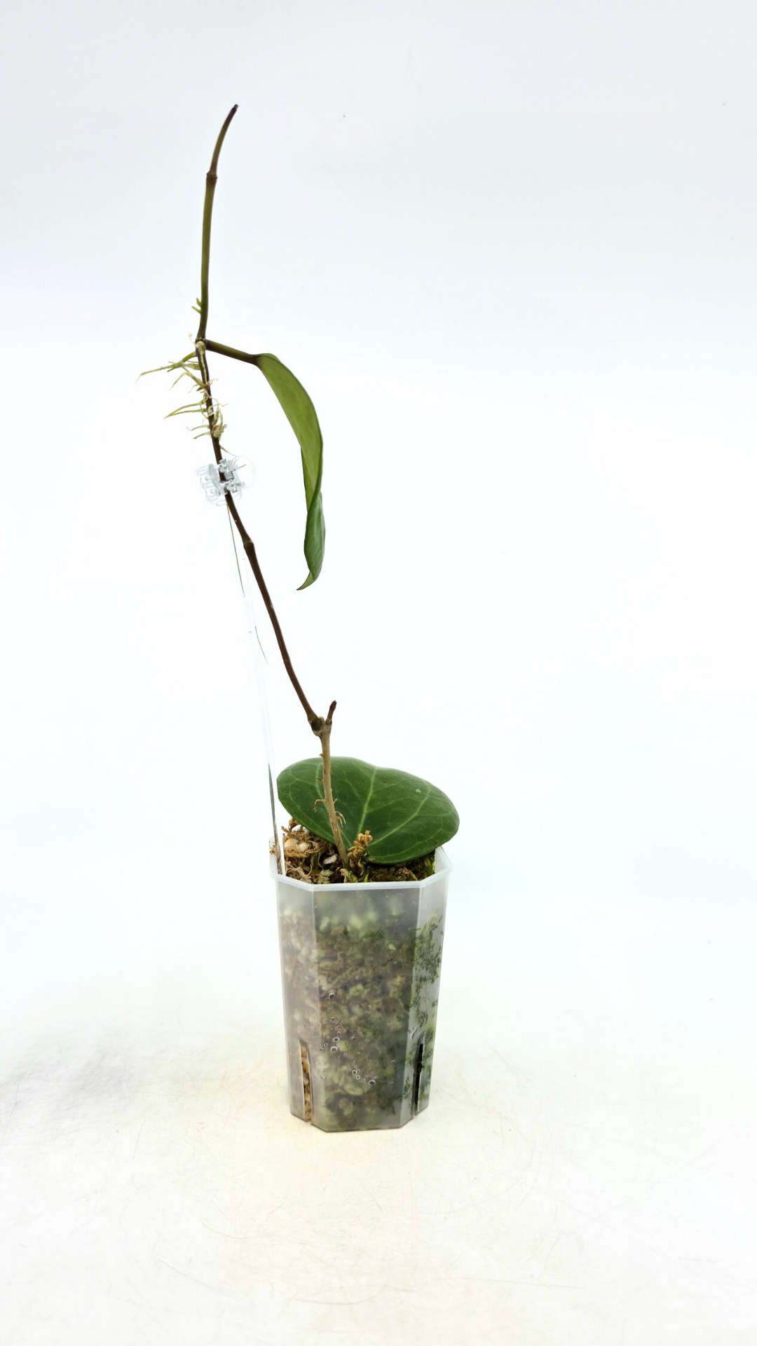 Rare waxplant Hoya Sarawak available for sale at rare indoor plant shop The Leaf Gallery in Perth, Western Australia