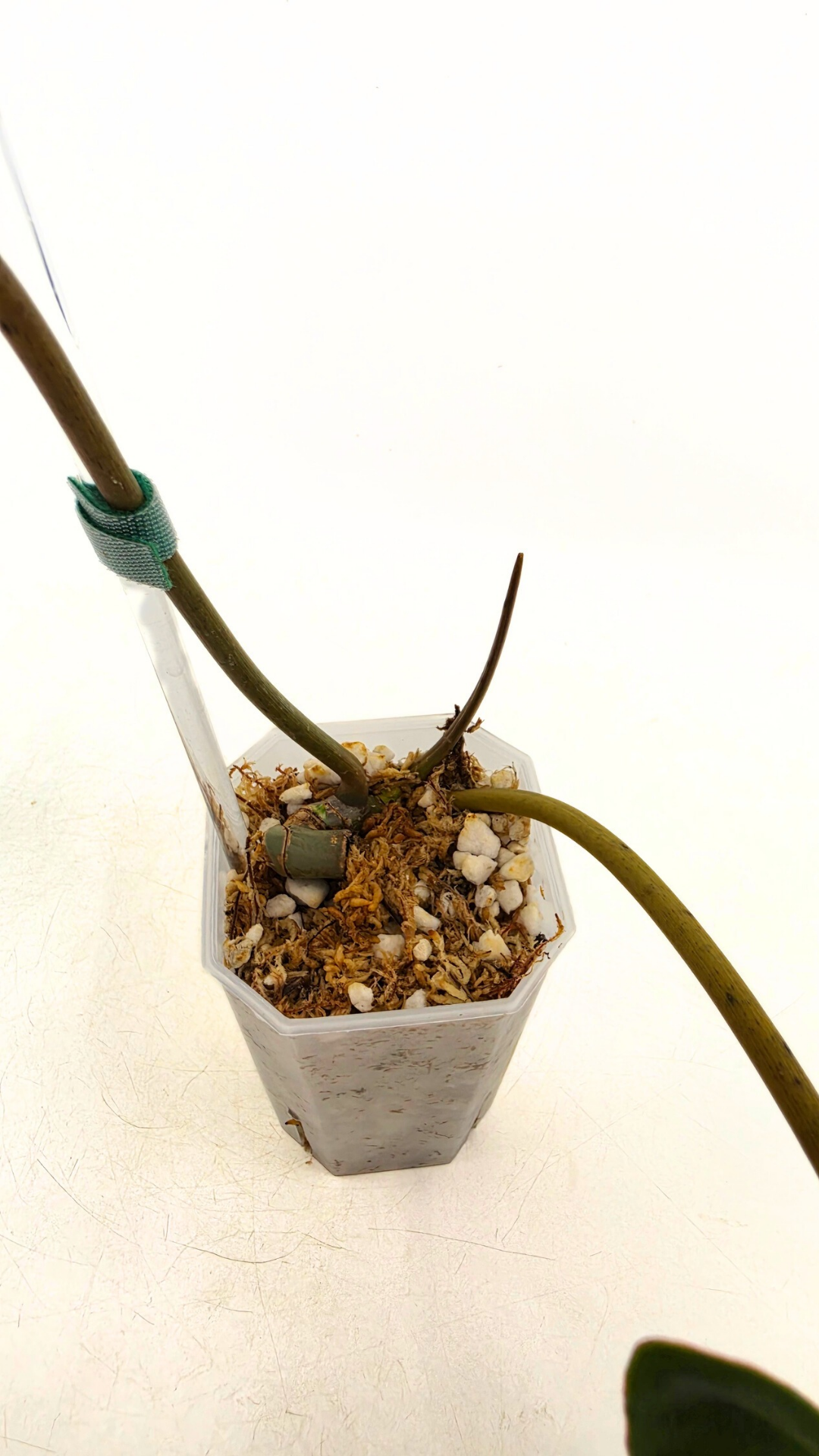 Rare indoor plant Philodendron Black Billitiae (philodendron atabapoense x philodendron billietiae) available for sale at rare house plant shop The Leaf Gallery in Perth, Western Australia