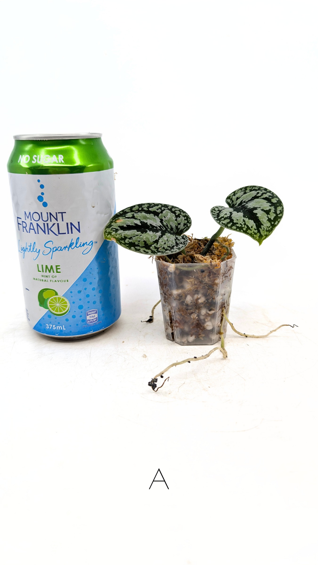 Rare indoor plant Scindapsus Dark Silver Tricolour available for sale at rare house plant shop The Leaf Gallery in Perth, Western Australia