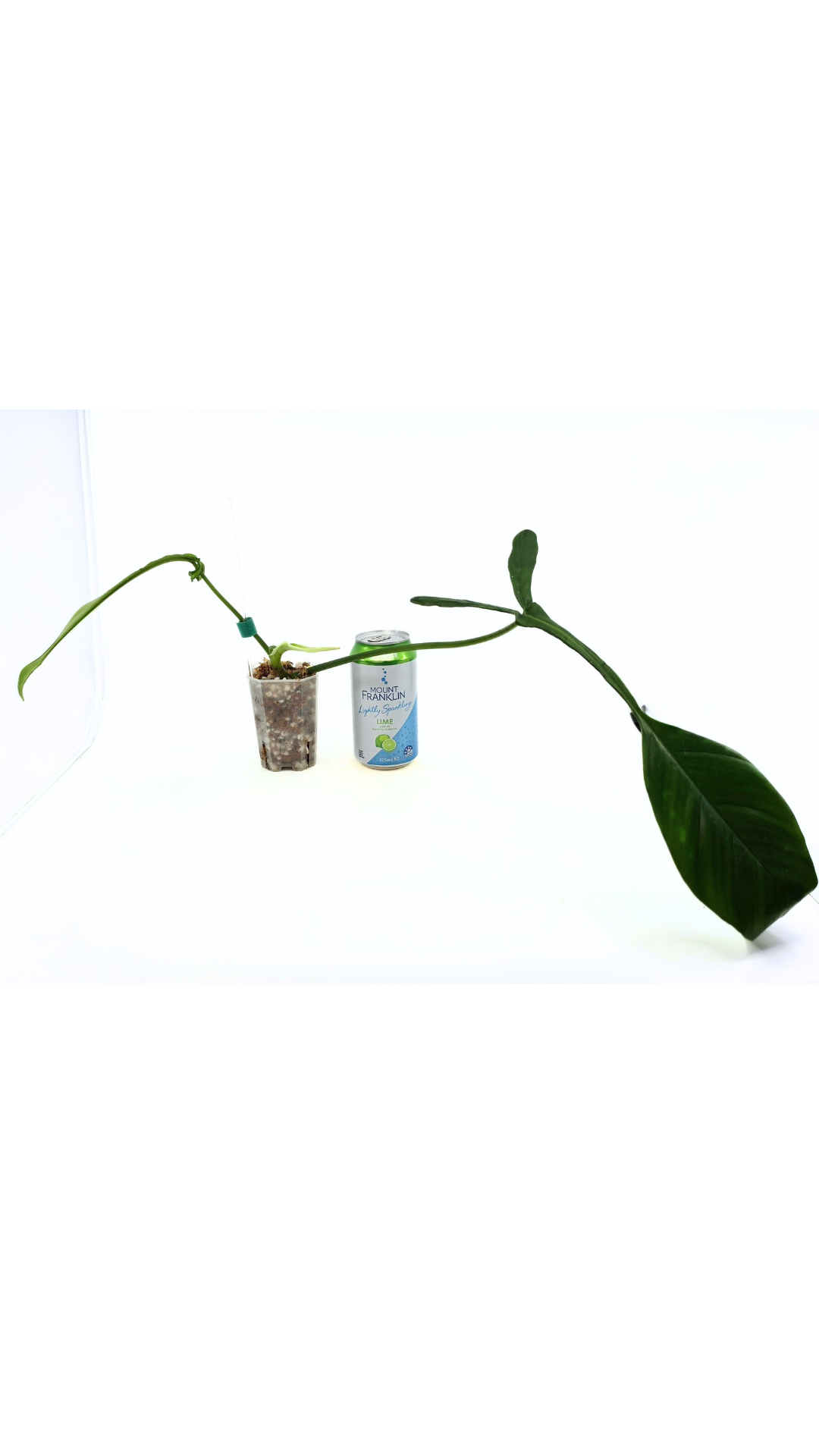 Rare indoor plant Philodendron Joepii available at rare house plant shop The Leaf Gallery in Perth, Western Australia